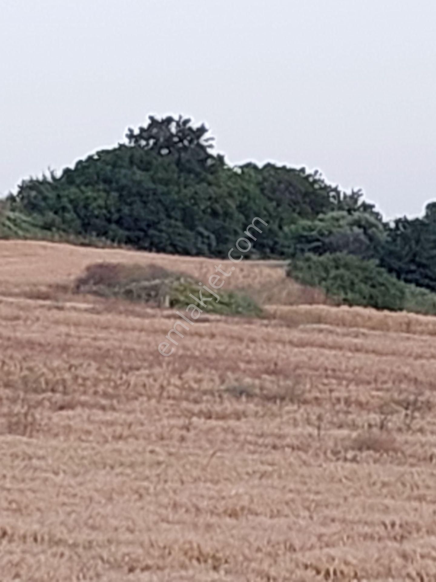 Bursa Karacabey Çamlıcada Anayola Yakın Satılık Yatırımlık 2000m2 Tarla - Görsel 19