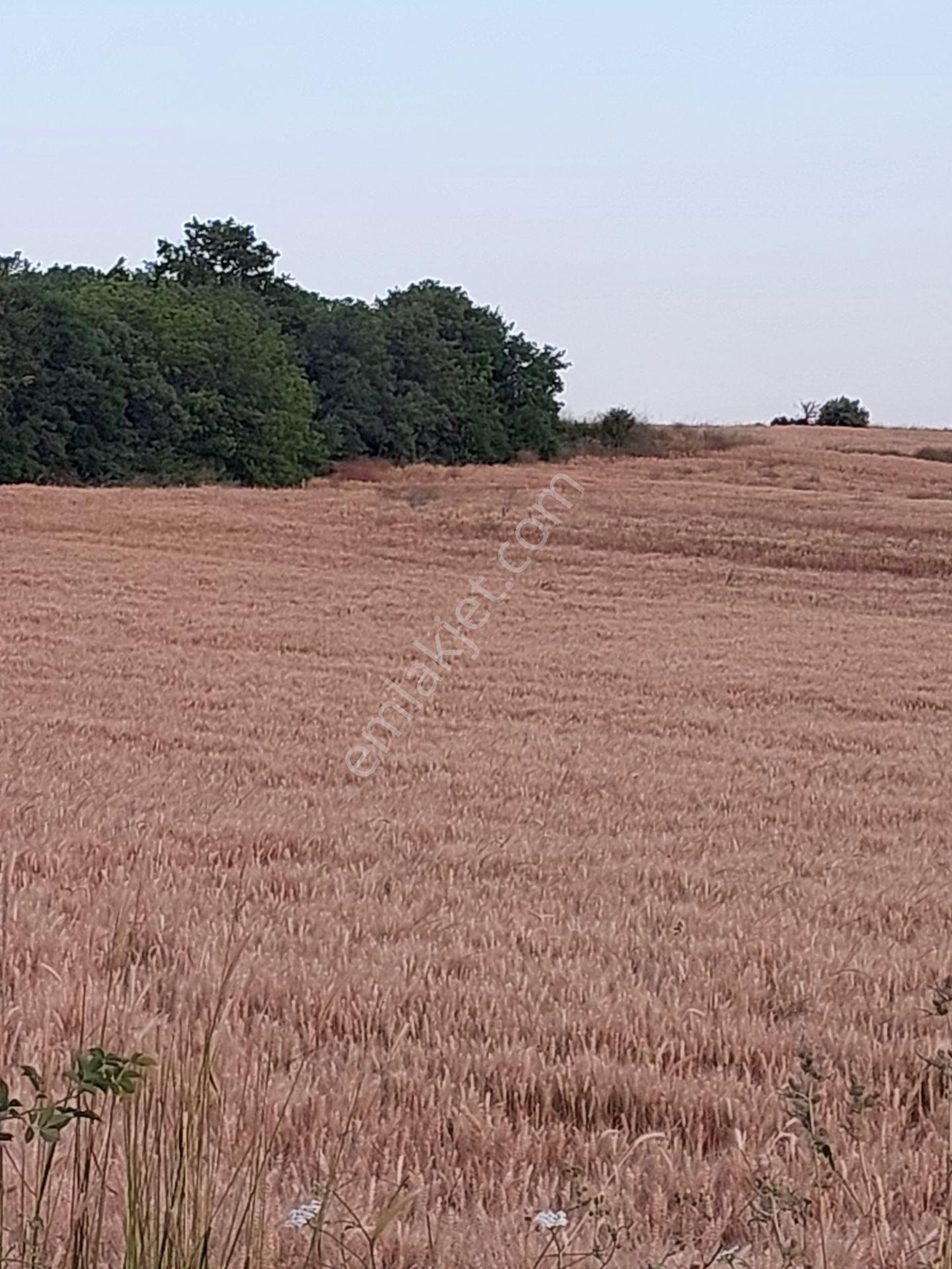 Bursa Karacabey Çamlıcada Anayola Yakın Satılık Yatırımlık 2000m2 Tarla - Görsel 14