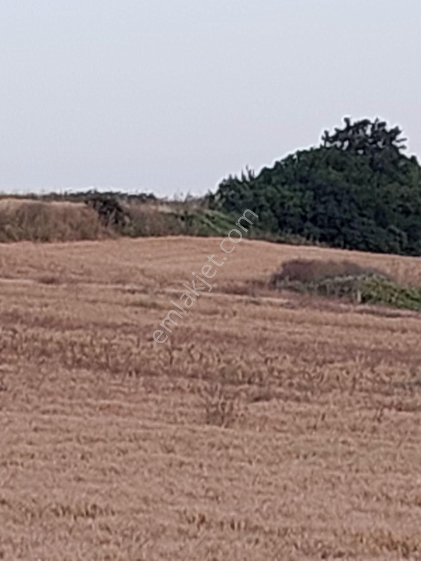 Bursa Karacabey Çamlıcada Anayola Yakın Satılık Yatırımlık 2000m2 Tarla - Görsel 17