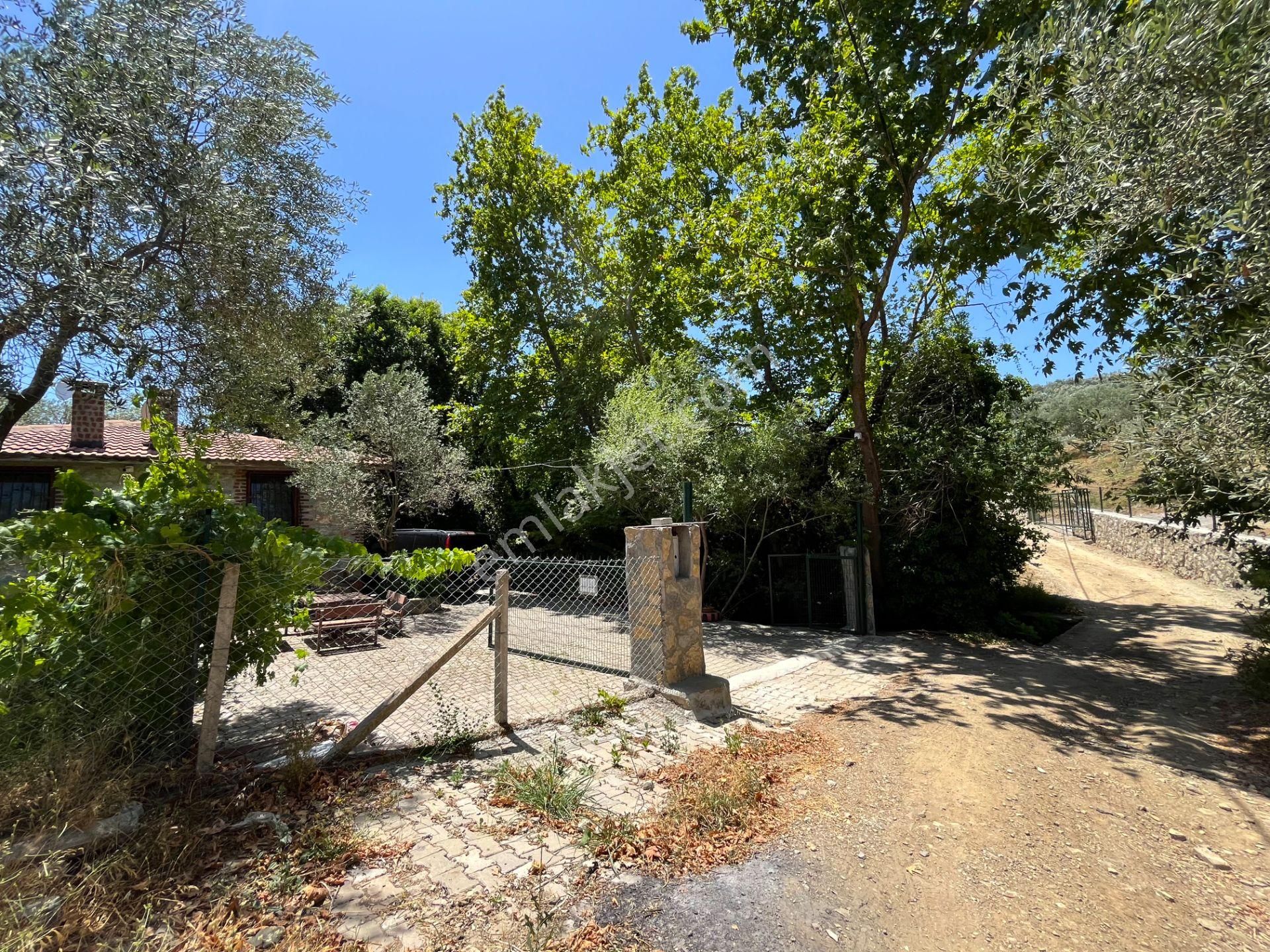 Kazdağları’nda Doğa İçinde Satılık Taş Ev Ve Zeytinlik - Görsel 4