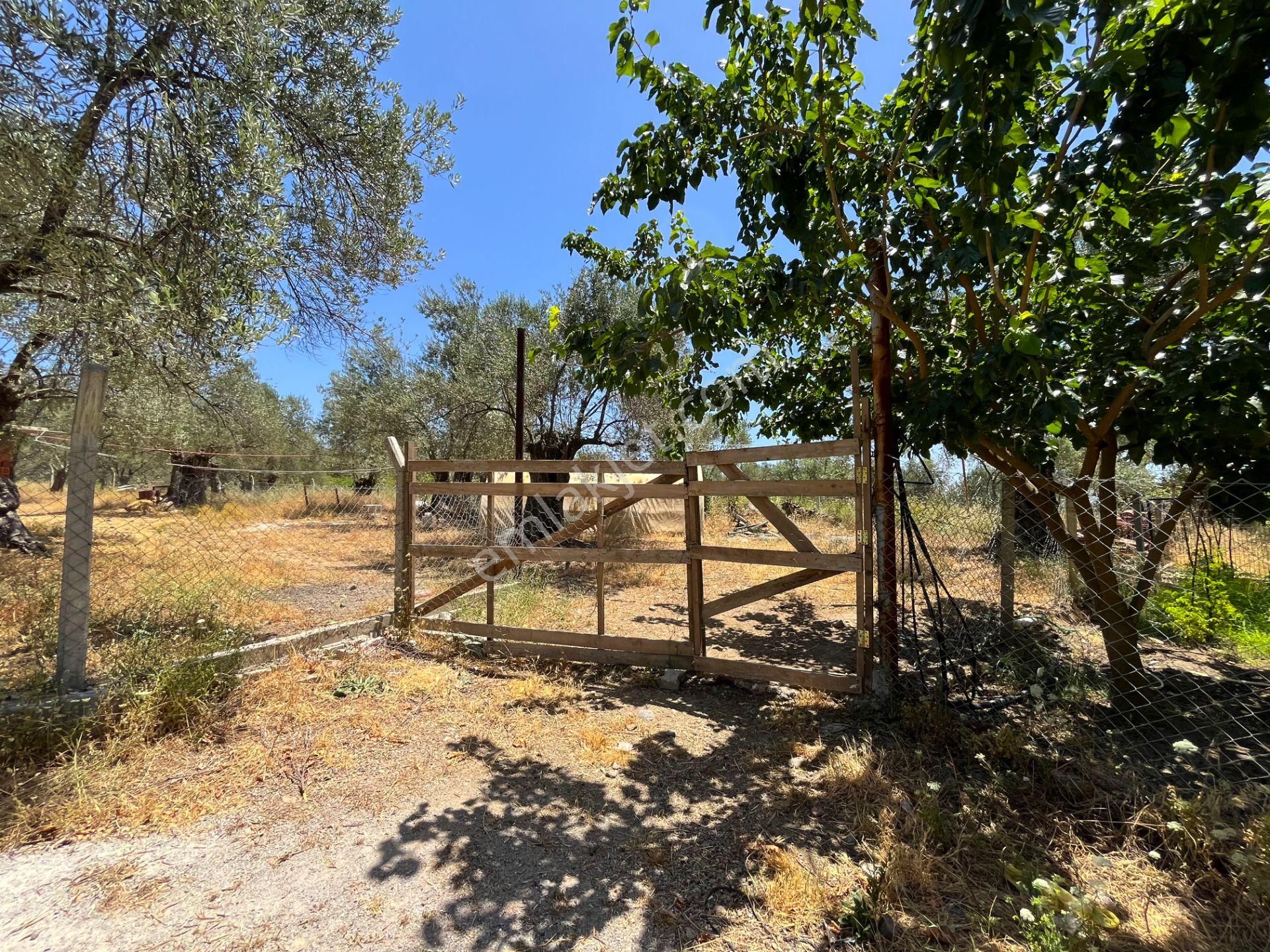 Kazdağları’nda Doğa İçinde Satılık Taş Ev Ve Zeytinlik - Görsel 26