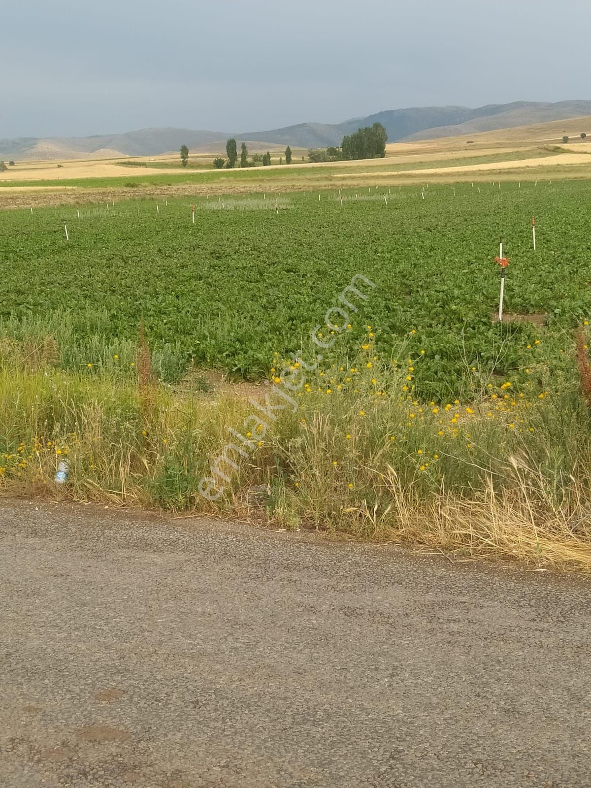 Yol Kenarı Tarla