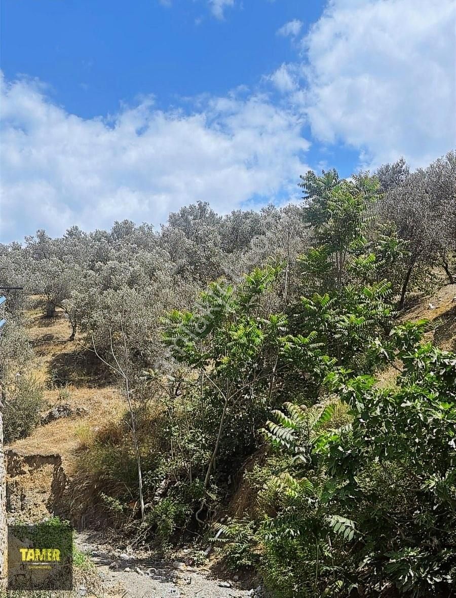 Edremit Yolören'de İmara Çok Yakın Satılık Zeytinlik - Görsel 6
