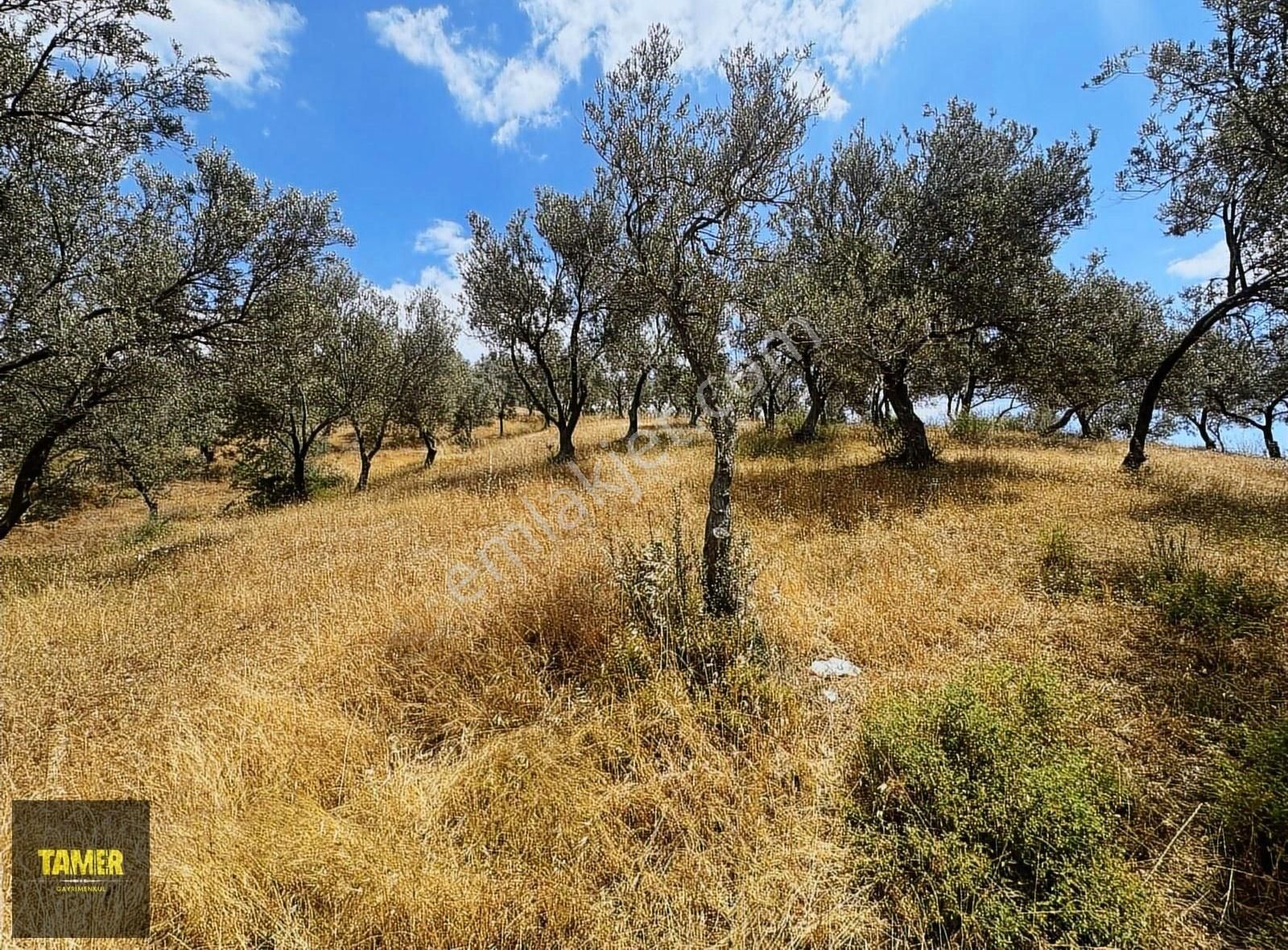 Edremit Yolören'de İmara Çok Yakın Satılık Zeytinlik - Görsel 9