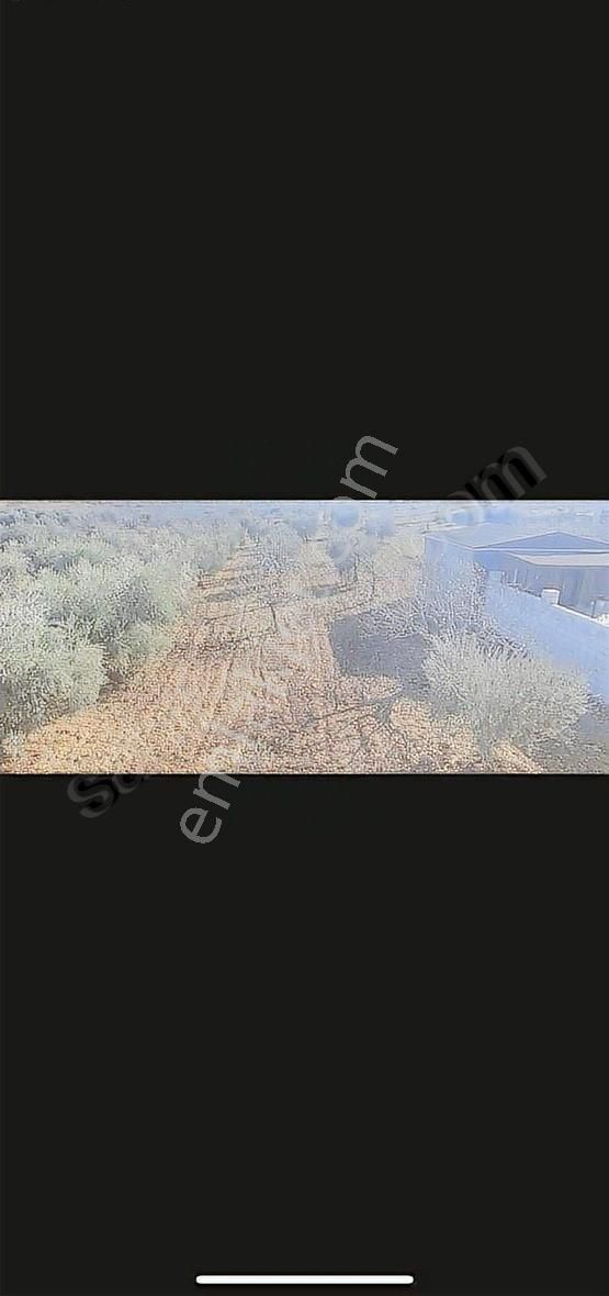 Oğuzeli Gürsuda Resmi Yol Üzeri Bağ Evlerinin Arasında Tek Tapu - Görsel 22