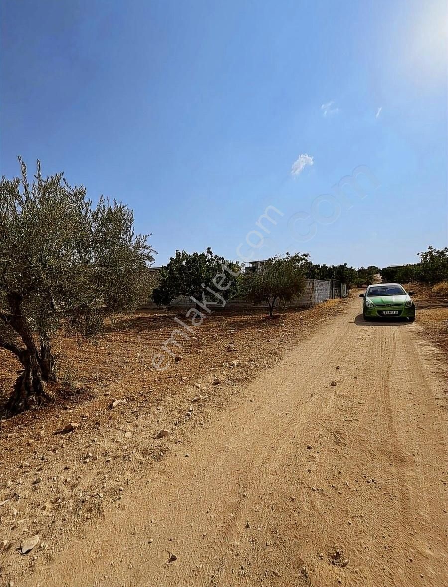 Oğuzeli Gürsuda Resmi Yol Üzeri Bağ Evlerinin Arasında Tek Tapu - Görsel 12