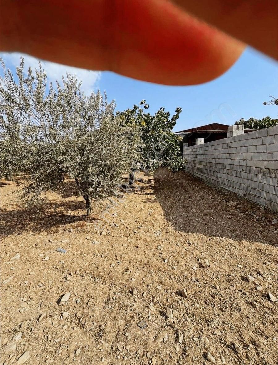 Oğuzeli Gürsuda Resmi Yol Üzeri Bağ Evlerinin Arasında Tek Tapu - Görsel 15