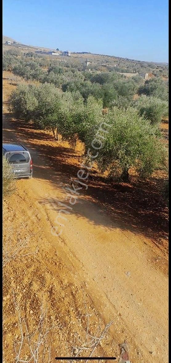 Oğuzeli Gürsuda Resmi Yol Üzeri Bağ Evlerinin Arasında Tek Tapu - Görsel 19
