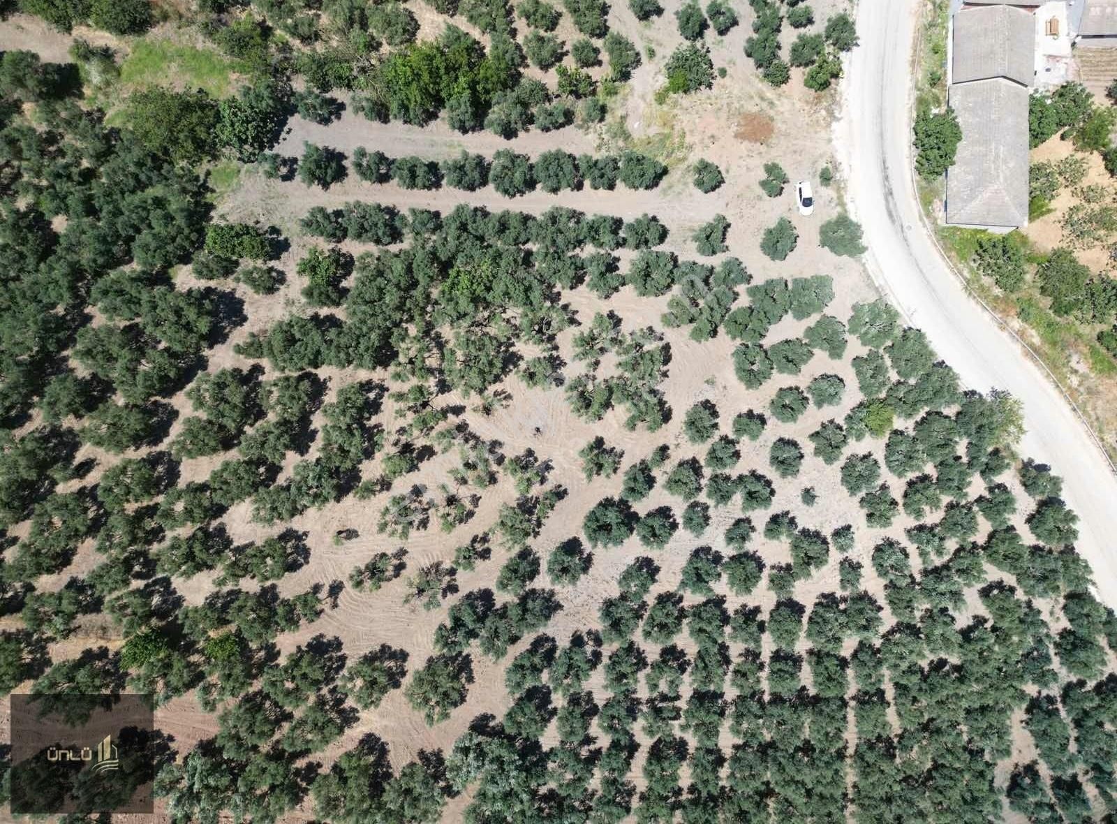 Mudanya Mirzaoba Da Ana Asfalta Yanında Satılık Zeytinlik - Görsel 4