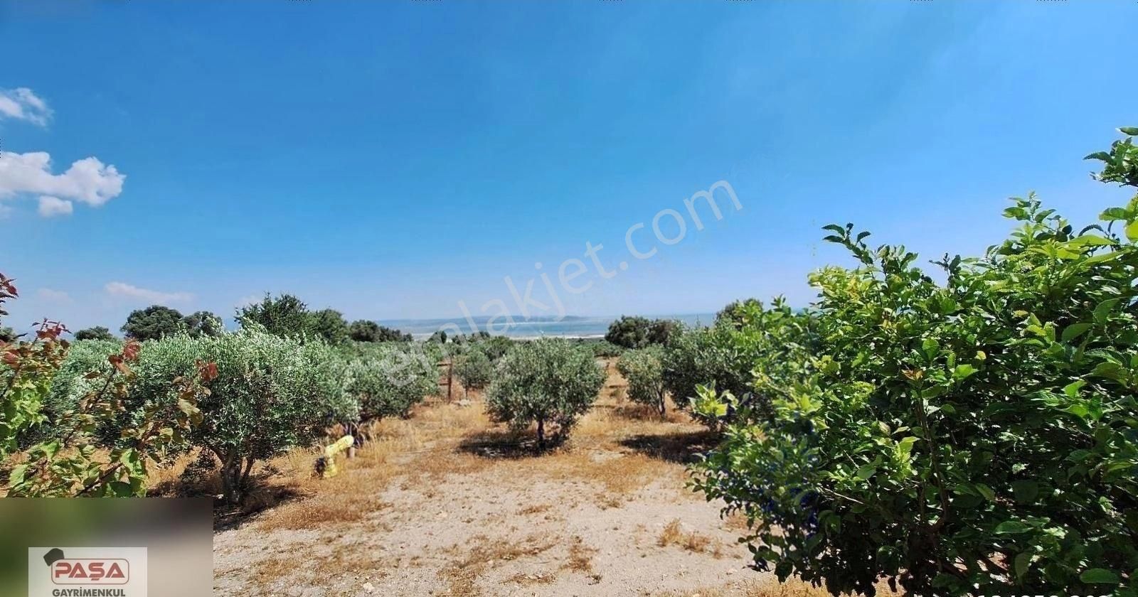 Söke De Satılık Doğanbey De Yola Sıfır Zeytınlık - Görsel 13