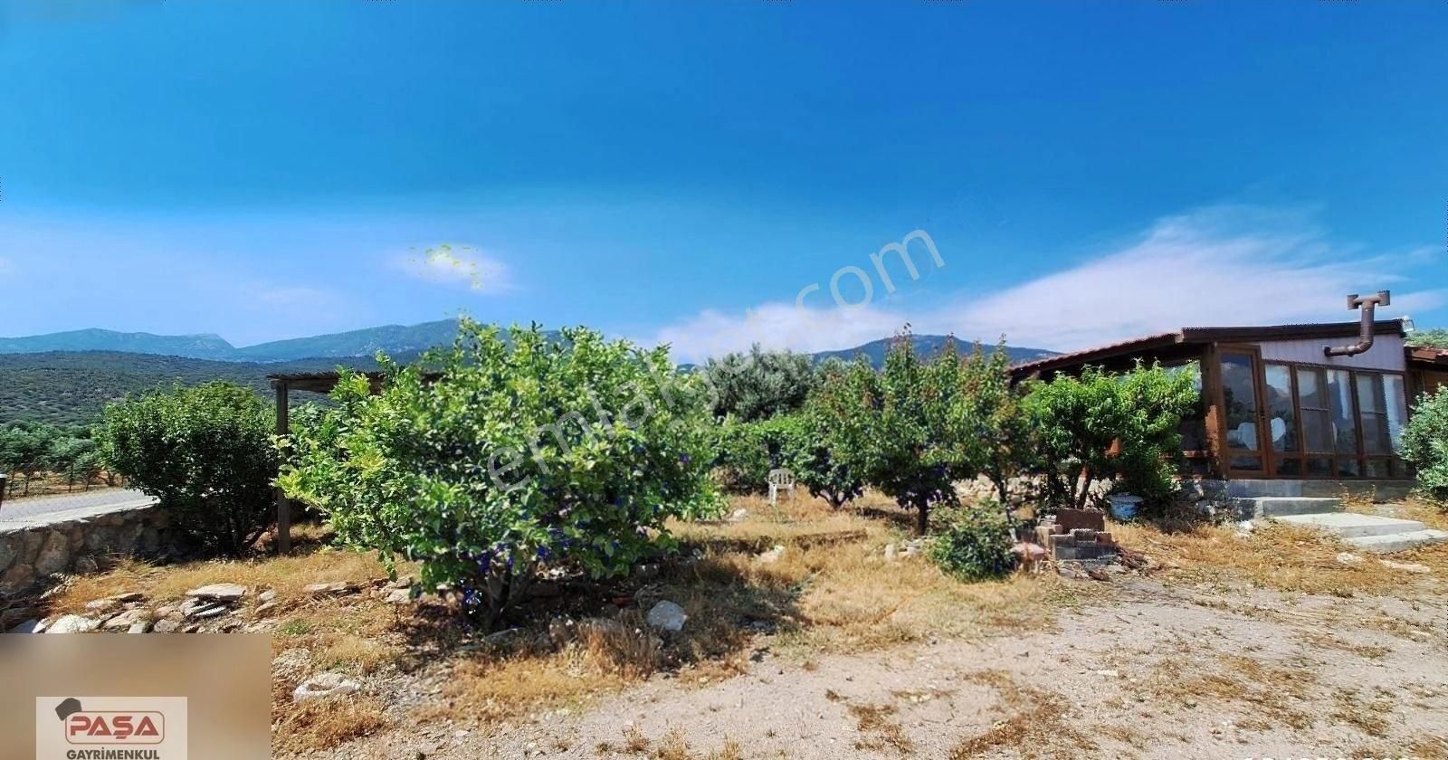 Söke De Satılık Doğanbey De Yola Sıfır Zeytınlık - Görsel 6