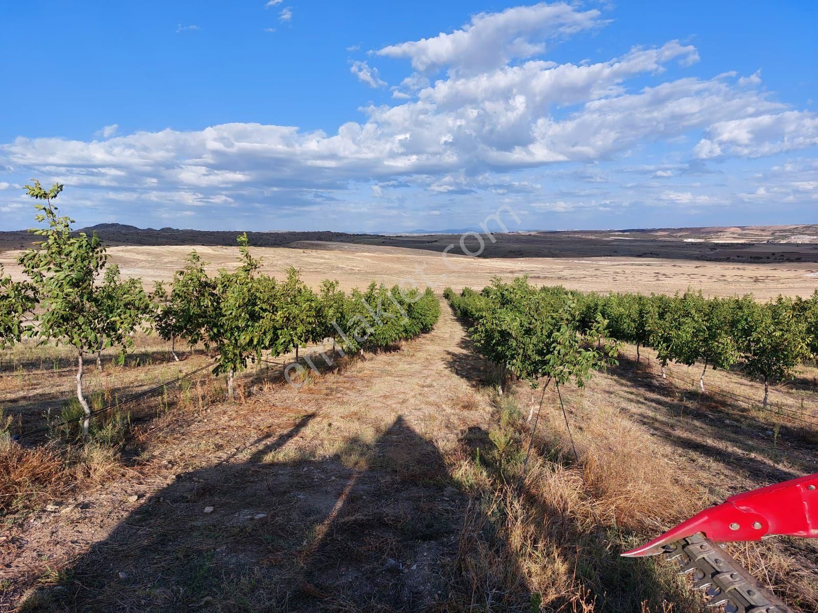 Kırklareli Merkezkayalıköyünde Satılık Ceviz Bahçesi - Görsel 8