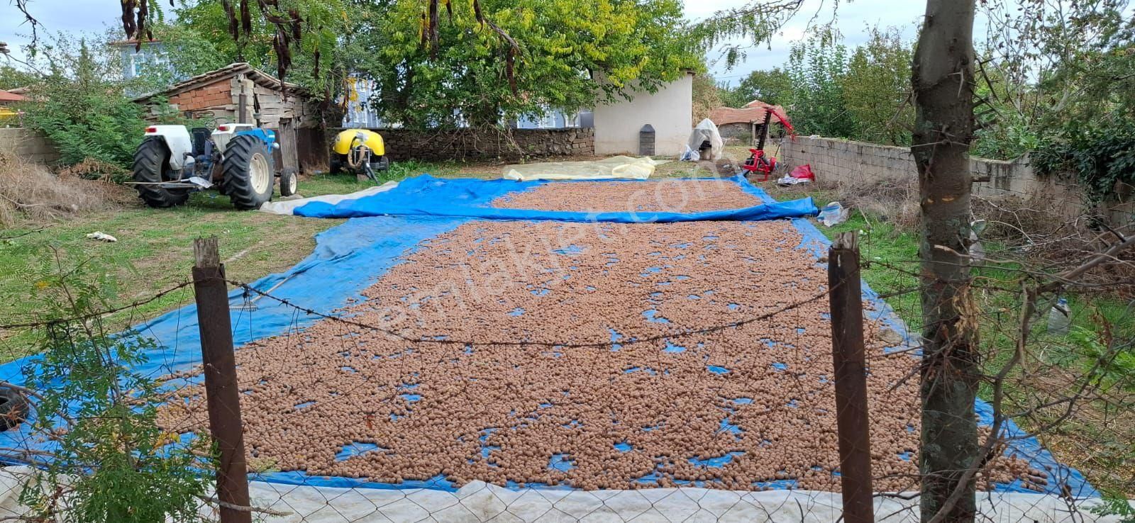 Kırklareli Merkezkayalıköyünde Satılık Ceviz Bahçesi