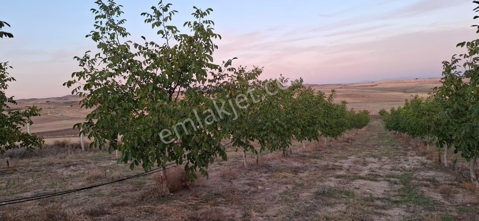 Kırklareli Merkezkayalıköyünde Satılık Ceviz Bahçesi - Görsel 10