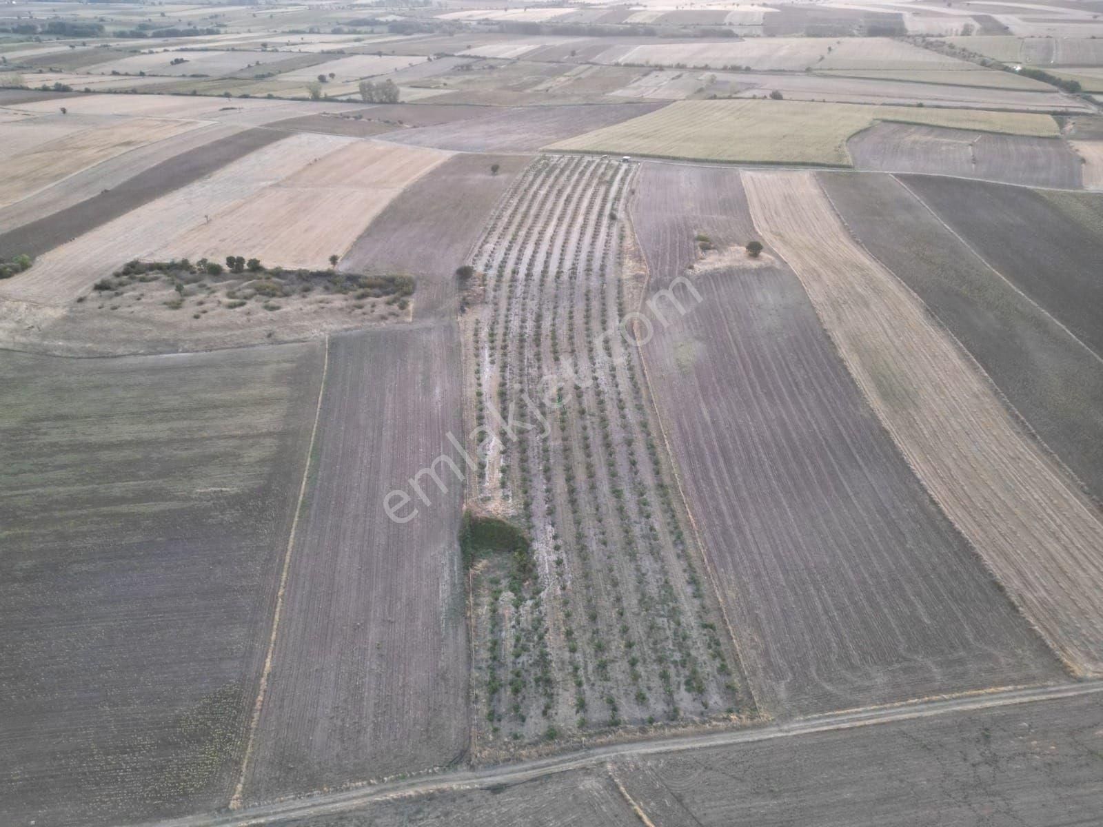 Kırklareli Merkezkayalıköyünde Satılık Ceviz Bahçesi - Görsel 6