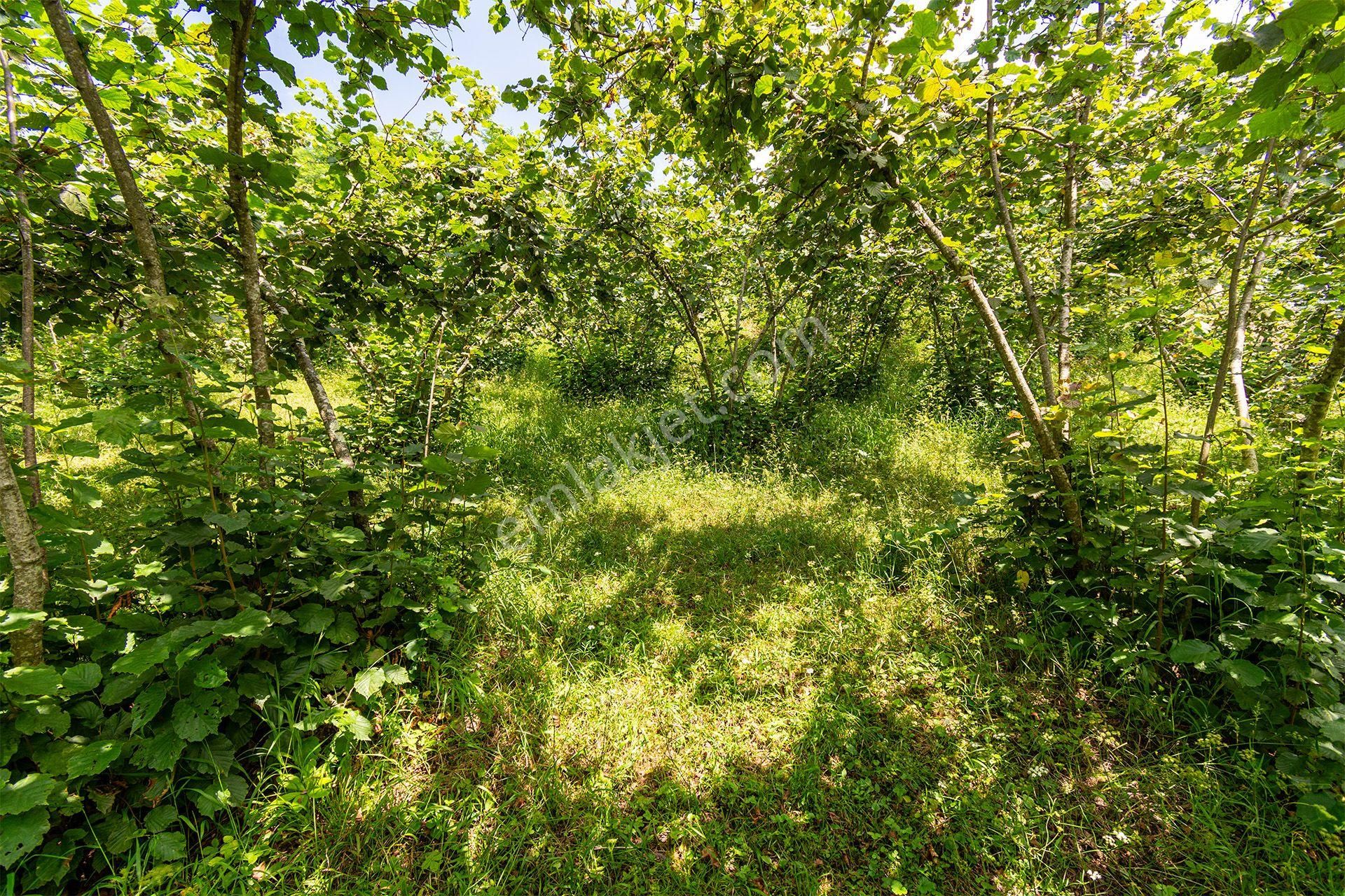 Ordu Altınordu Kızılhisar Mah. 1.000m² Satılık Fındık Bahçesi Arazi - Görsel 6