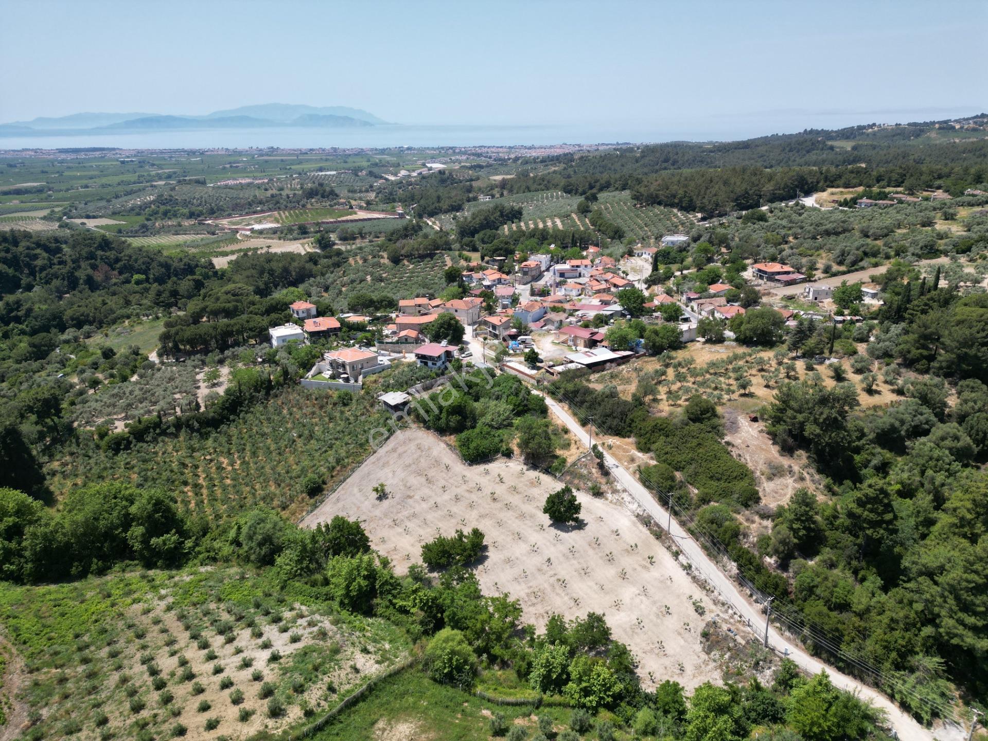 Caferli Köy İçi İmarlı Çiy Restoran Arkası 1300m2 Satılık Arsa - Görsel 3