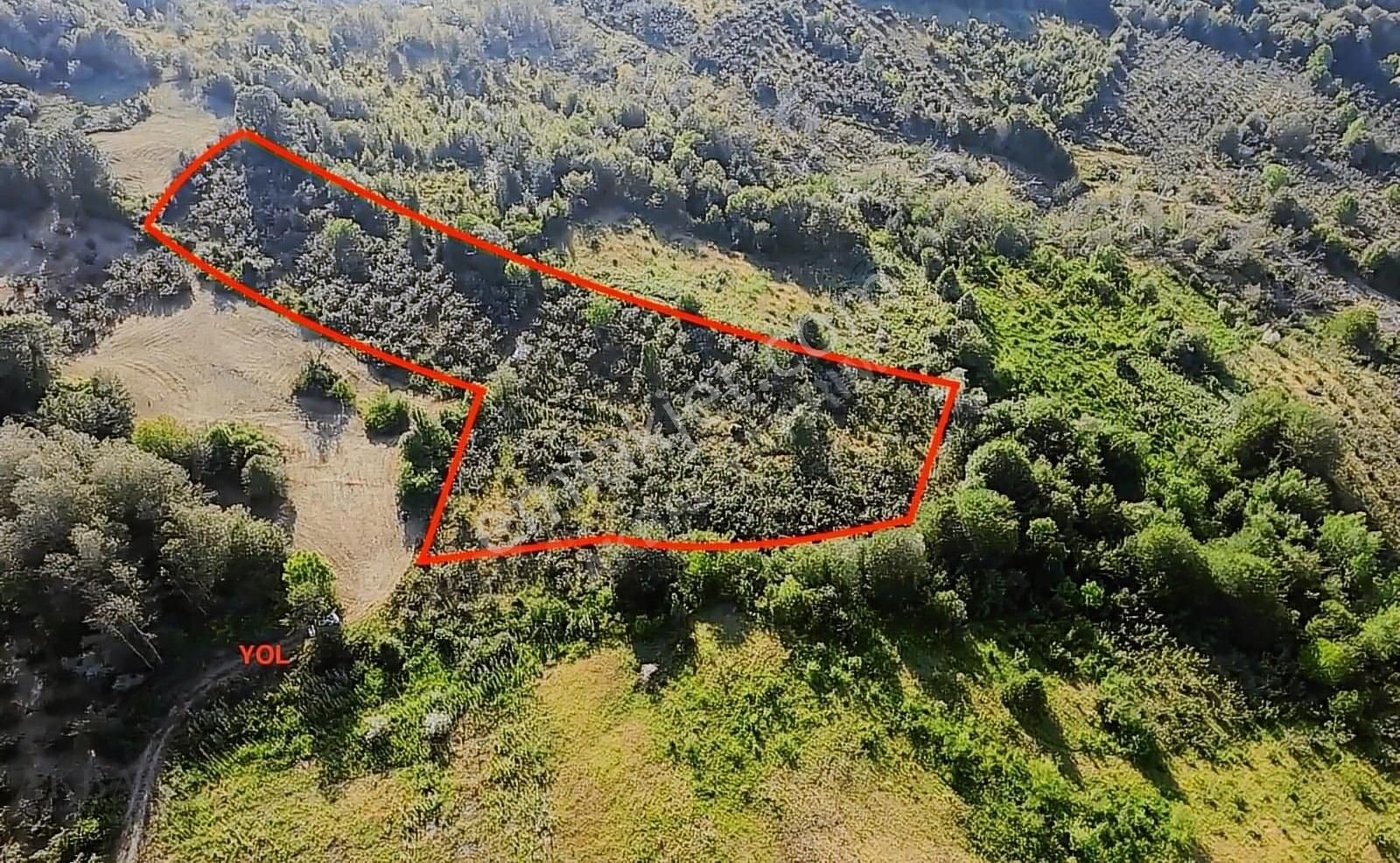 Araçla Ulaşılabilen 2.5 Ton Fındık Verimli 9567 M² Satılık Tarla