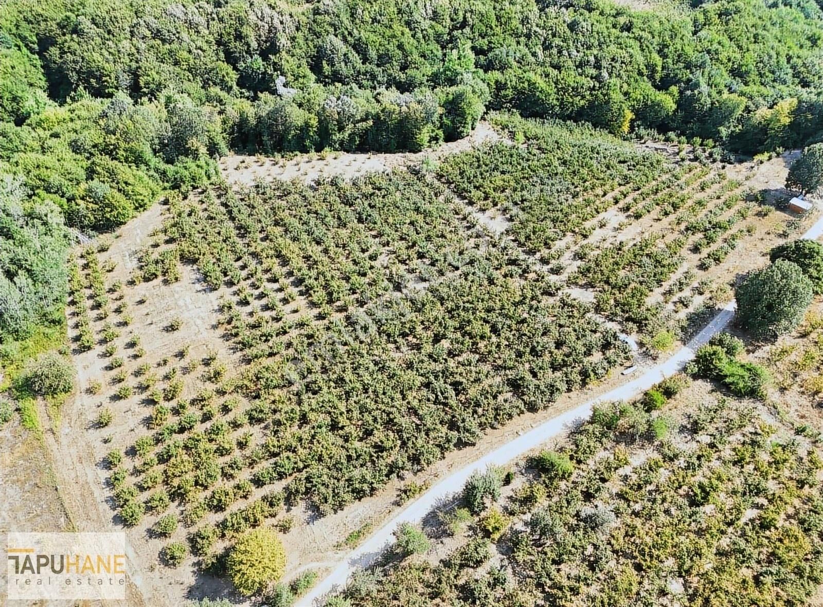 Tapuhane'den Şeyhlerde 9 Dönüm Satılık Fındıklık - Görsel 17