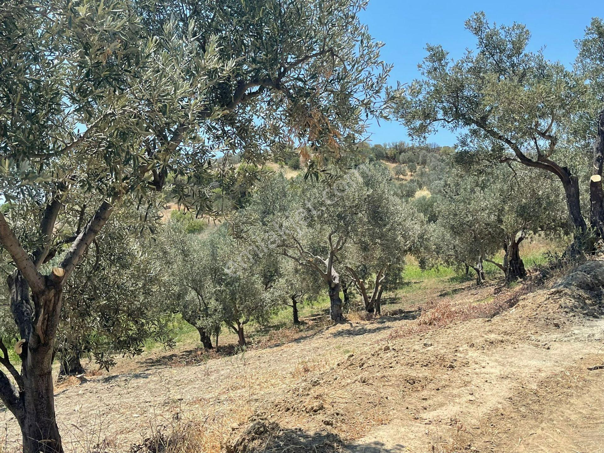 Tepeköy Mahallesinde Mükemmel Deniz Manzaralı Zeytinlik - Görsel 3