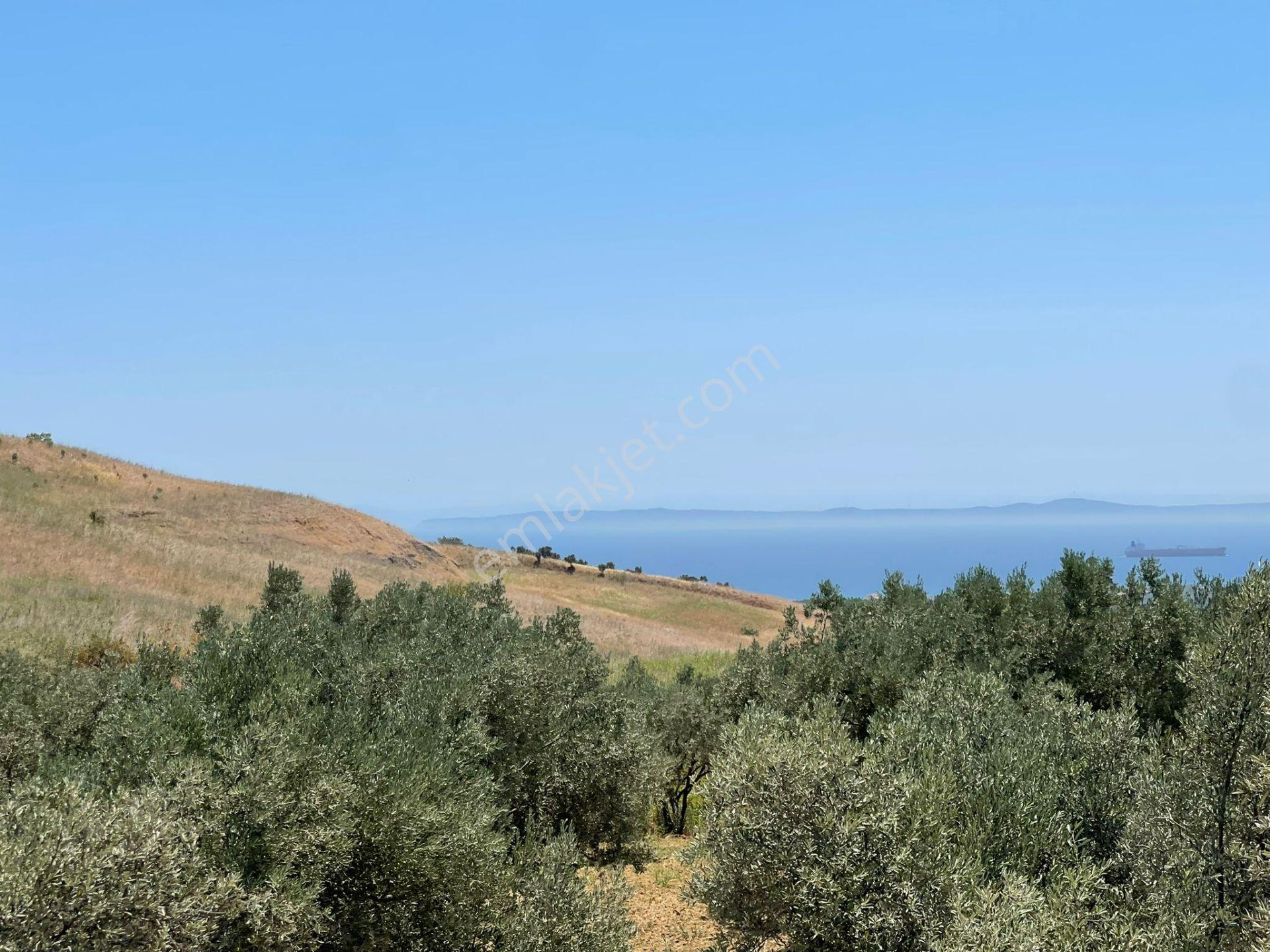 Tepeköy Mahallesinde Mükemmel Deniz Manzaralı Zeytinlik - Görsel 19