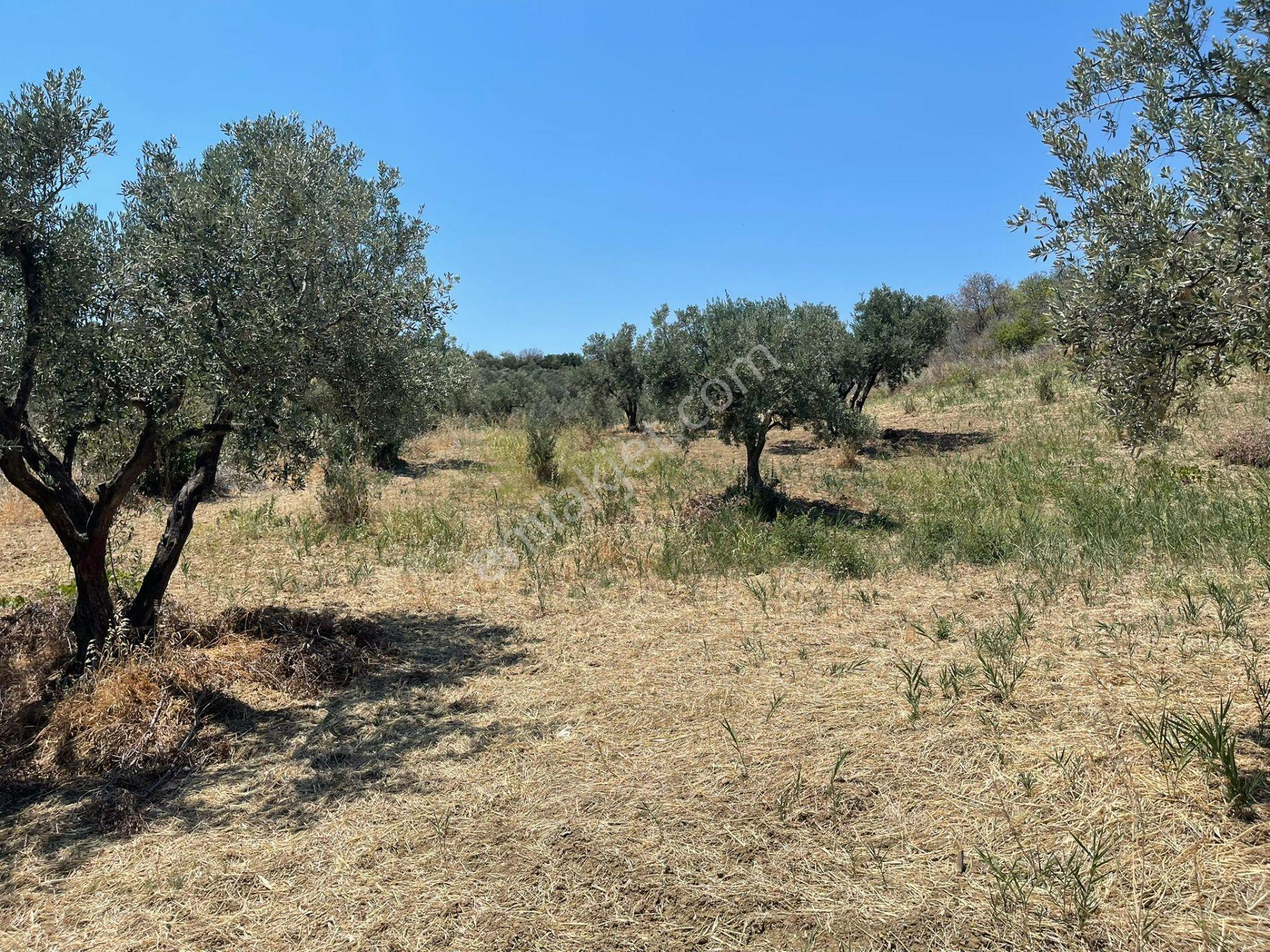 Tepeköy Mahallesinde Mükemmel Deniz Manzaralı Zeytinlik - Görsel 8