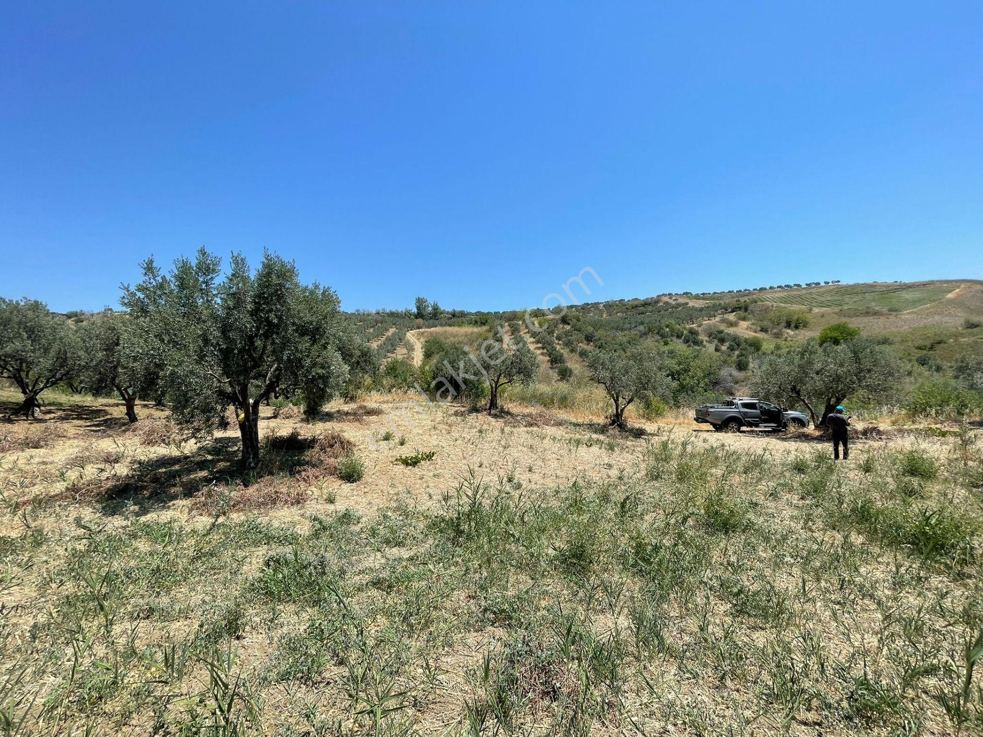 Tepeköy Mahallesinde Mükemmel Deniz Manzaralı Zeytinlik - Görsel 14