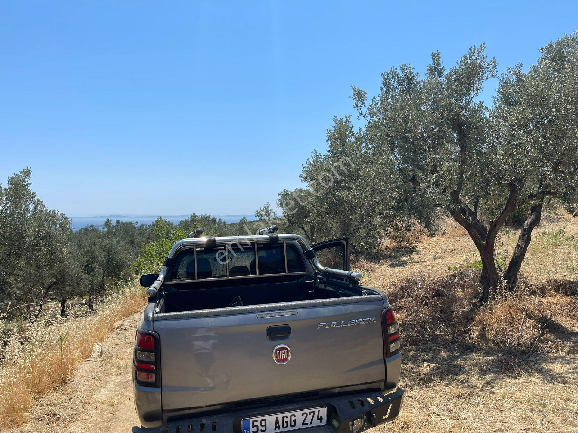 Tepeköy Mahallesinde Mükemmel Deniz Manzaralı Zeytinlik - Görsel 9