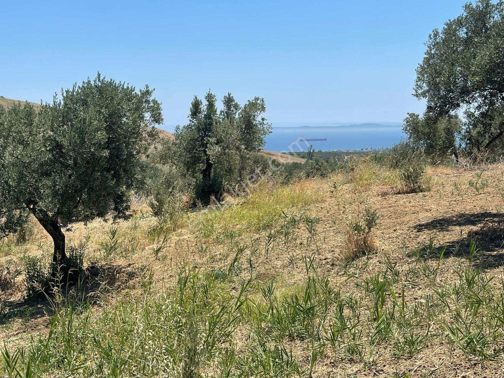 Tepeköy Mahallesinde Mükemmel Deniz Manzaralı Zeytinlik - Görsel 16