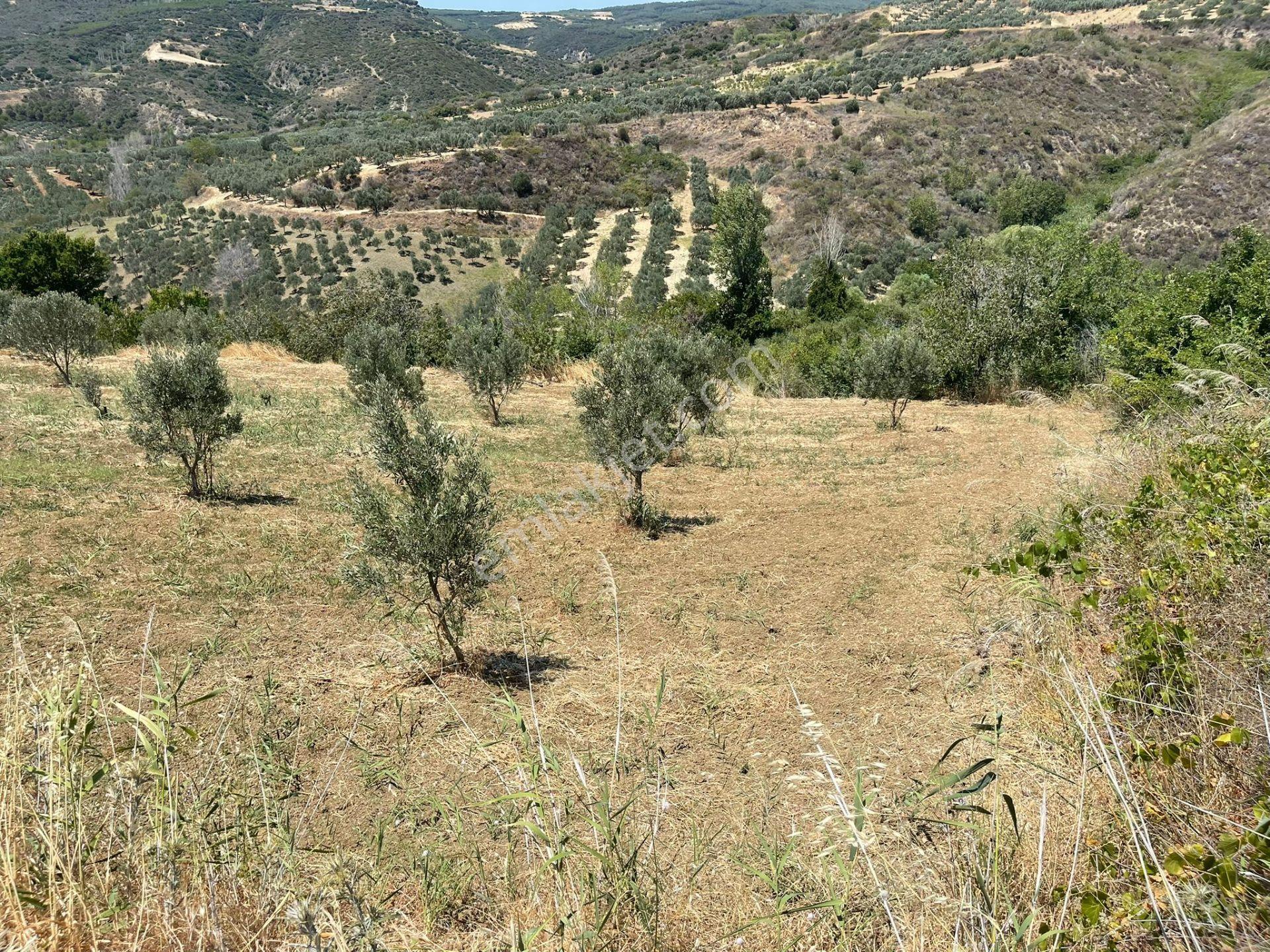 Tepeköy Mahallesinde Yola Cephe Zeytinlik - Görsel 2