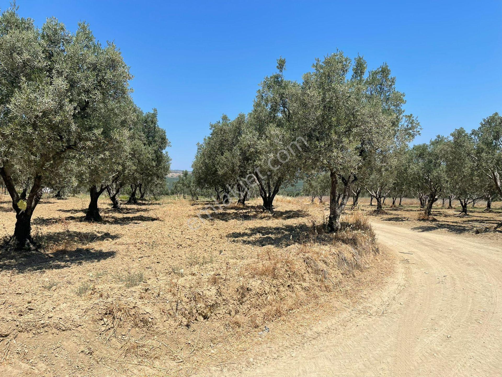Eriklice Mah. Yerleşime Yakın Deniz Manzaralı Zeytinlilk - Görsel 9