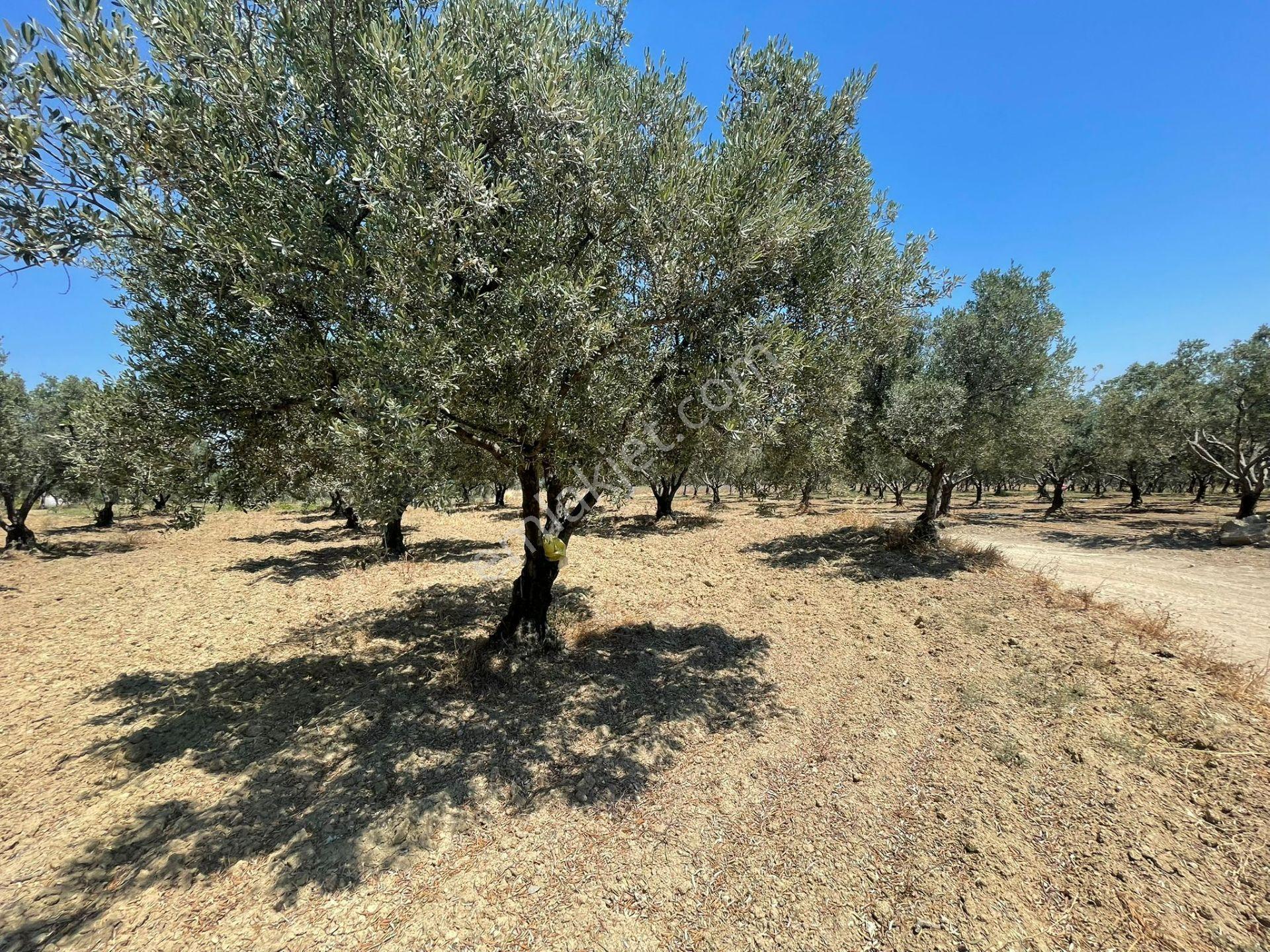 Eriklice Mah. Yerleşime Yakın Deniz Manzaralı Zeytinlilk - Görsel 3