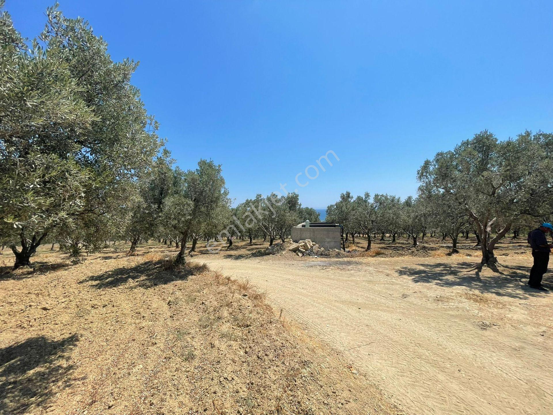 Eriklice Mah. Yerleşime Yakın Deniz Manzaralı Zeytinlilk - Görsel 2