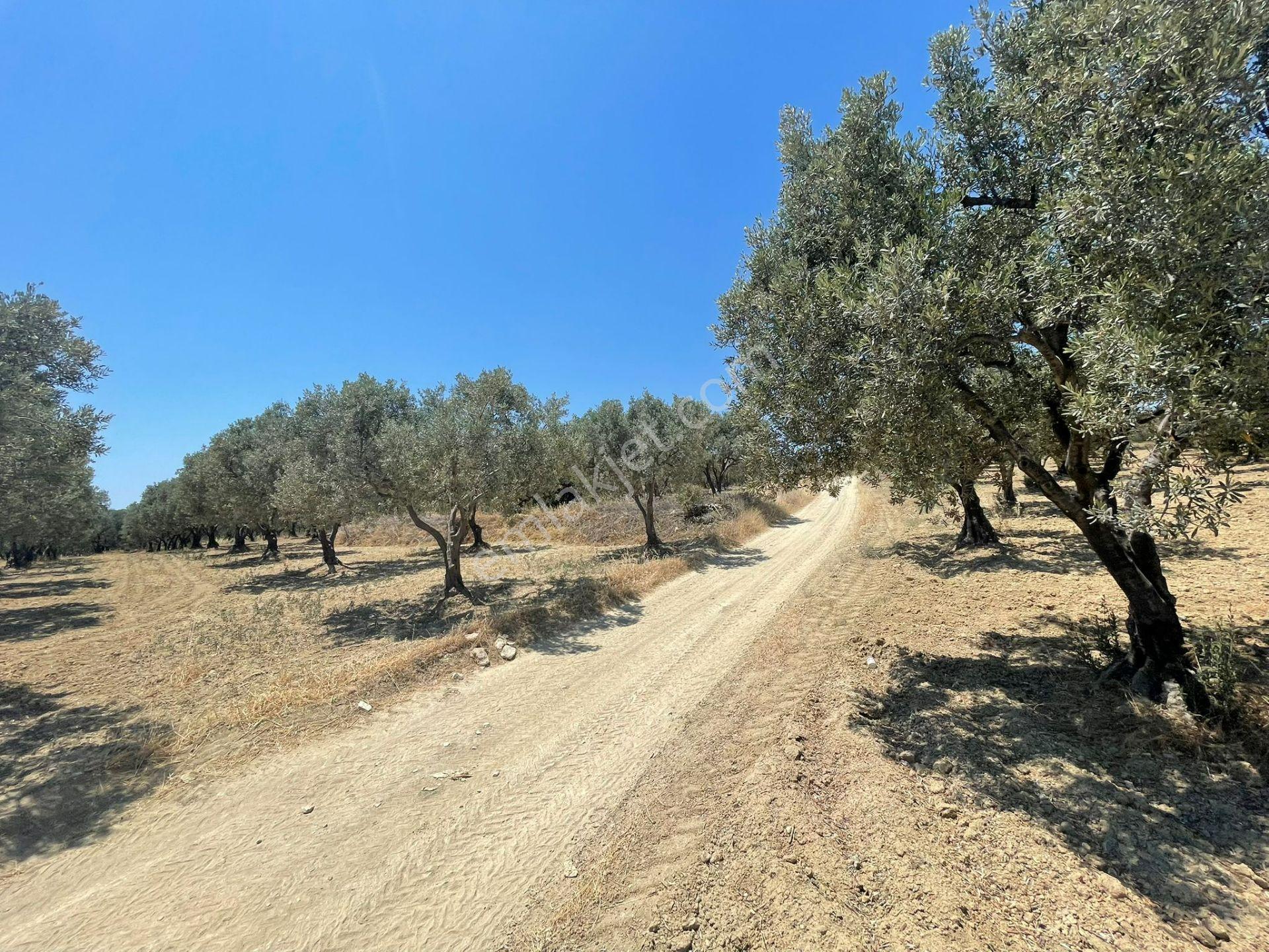 Eriklice Mah. Yerleşime Yakın Deniz Manzaralı Zeytinlilk - Görsel 21