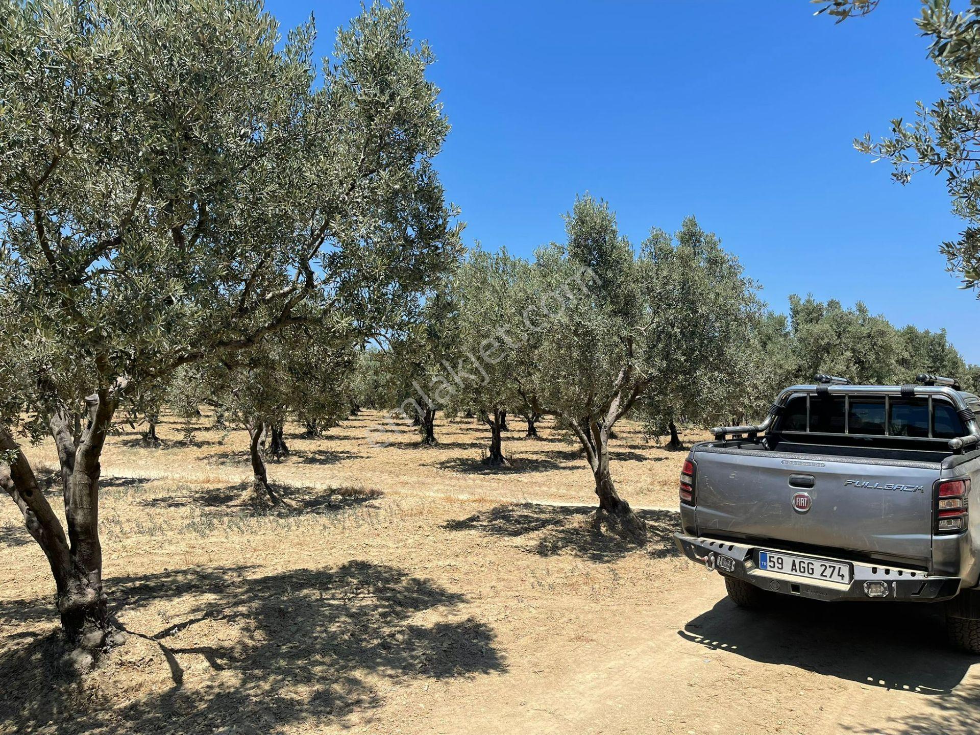 Eriklice Mah. Yerleşime Yakın Deniz Manzaralı Zeytinlilk - Görsel 16