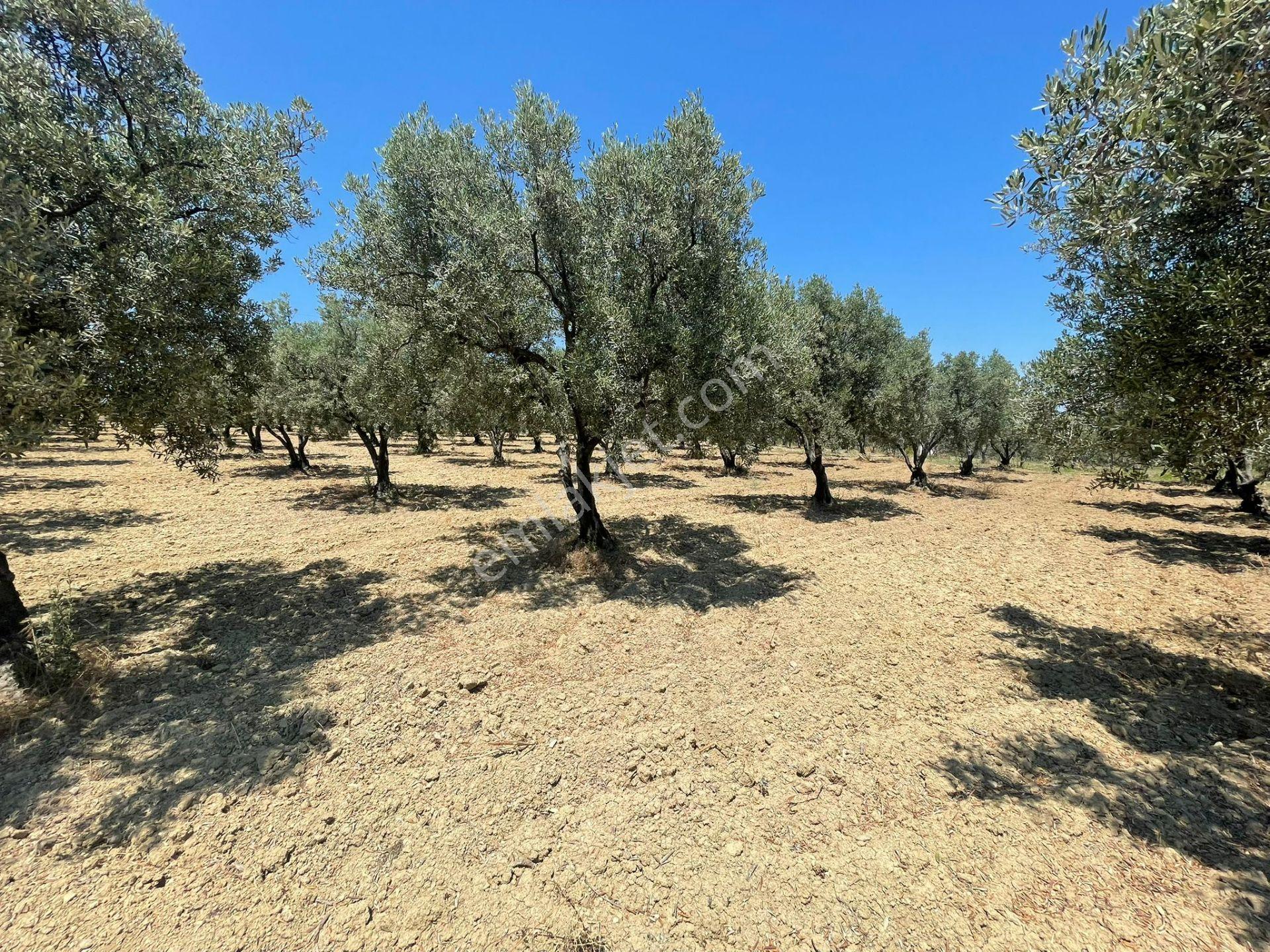 Eriklice Mah. Yerleşime Yakın Deniz Manzaralı Zeytinlilk - Görsel 5
