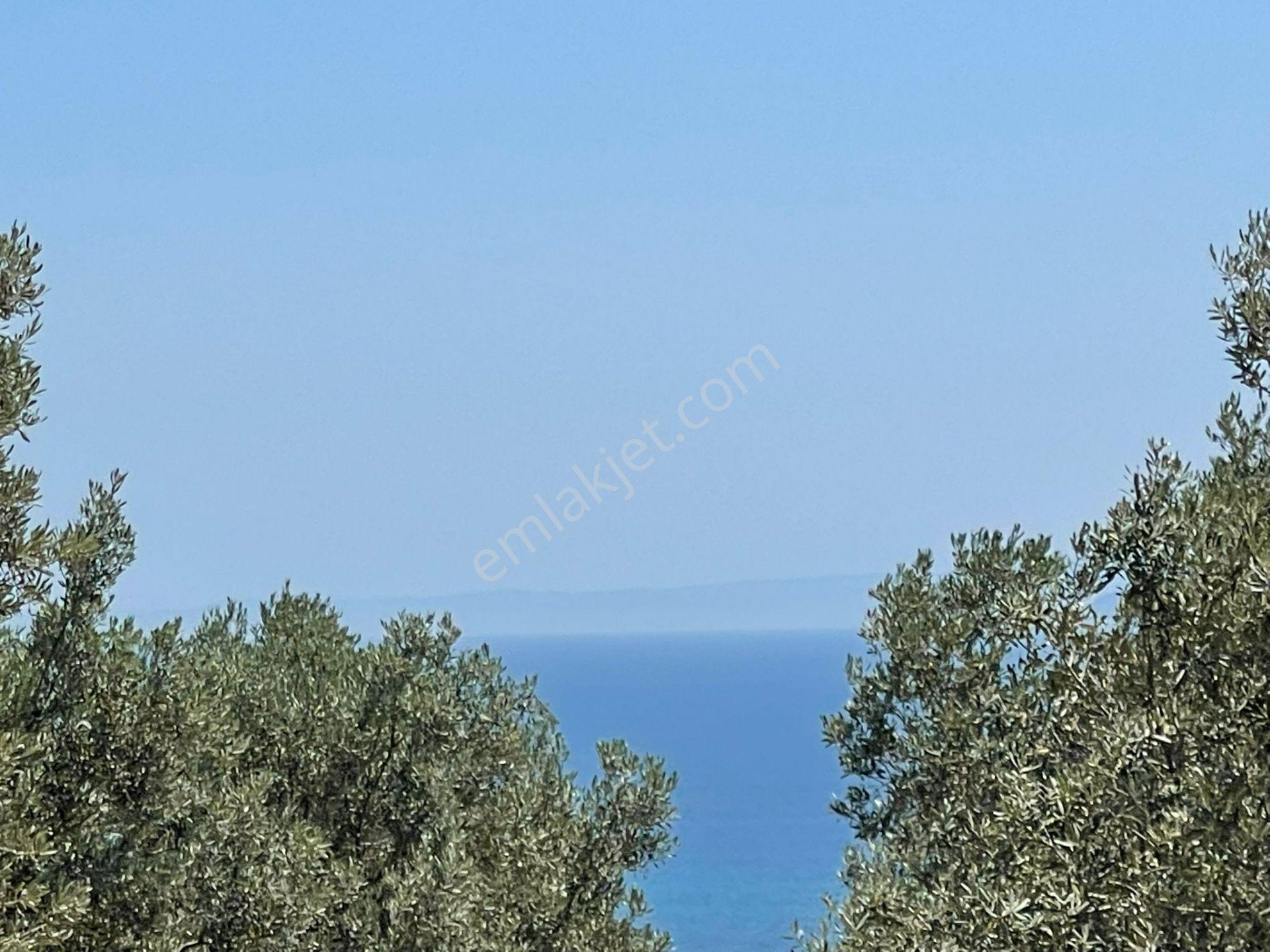 Eriklice Mah. Yerleşime Yakın Deniz Manzaralı Zeytinlilk - Görsel 7