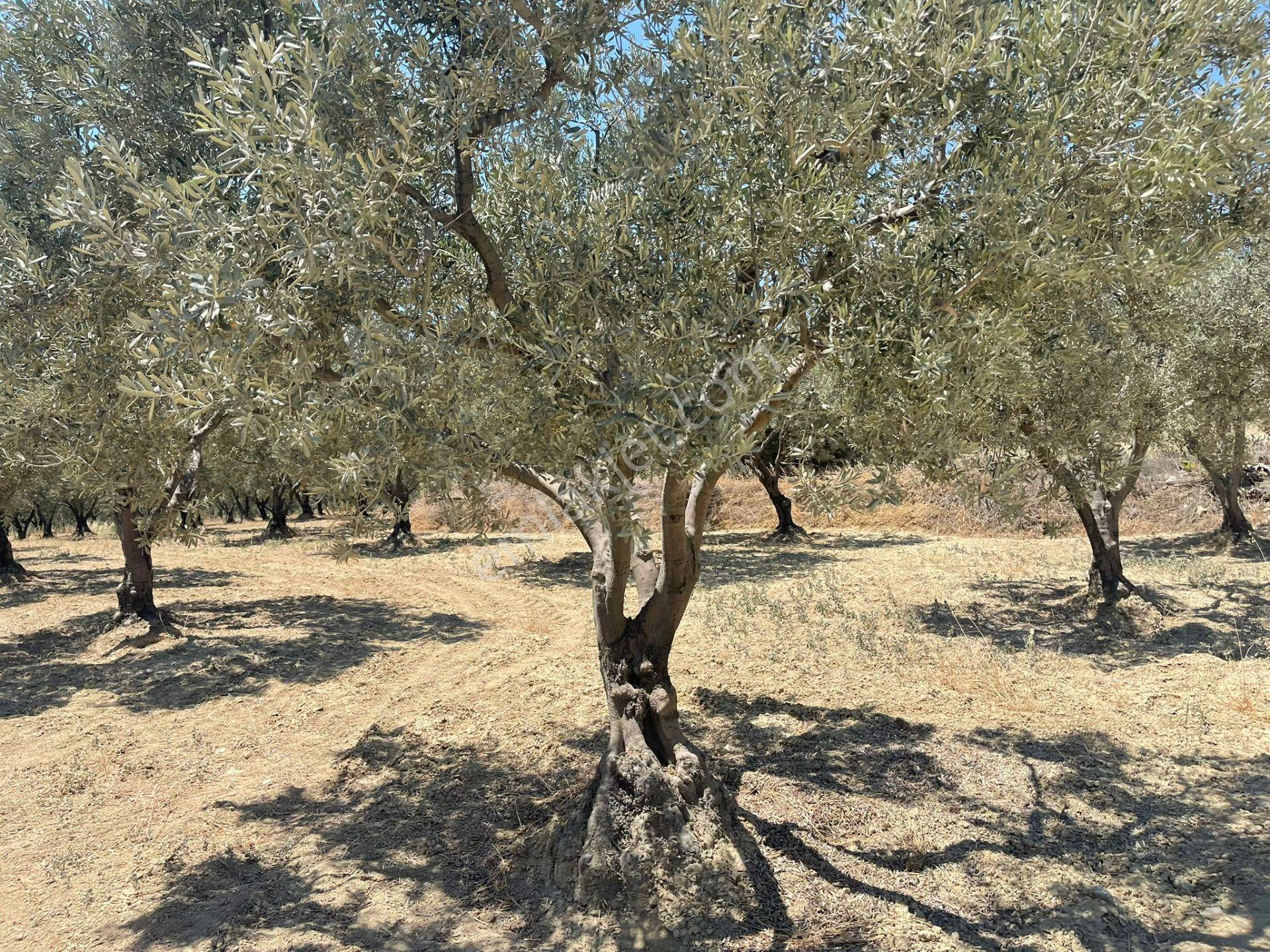 Eriklice Mah. Yerleşime Yakın Deniz Manzaralı Zeytinlilk - Görsel 12