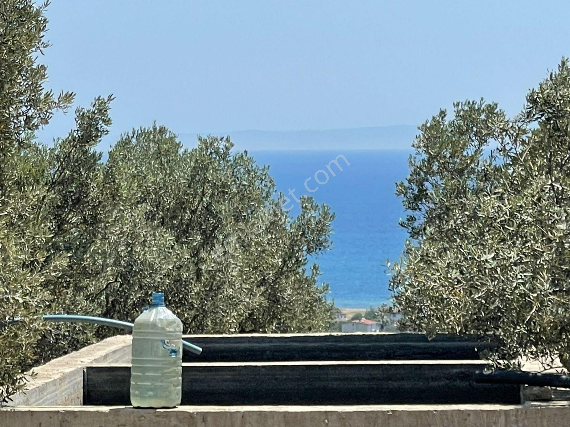 Eriklice Mah. Yerleşime Yakın Deniz Manzaralı Zeytinlilk - Görsel 8