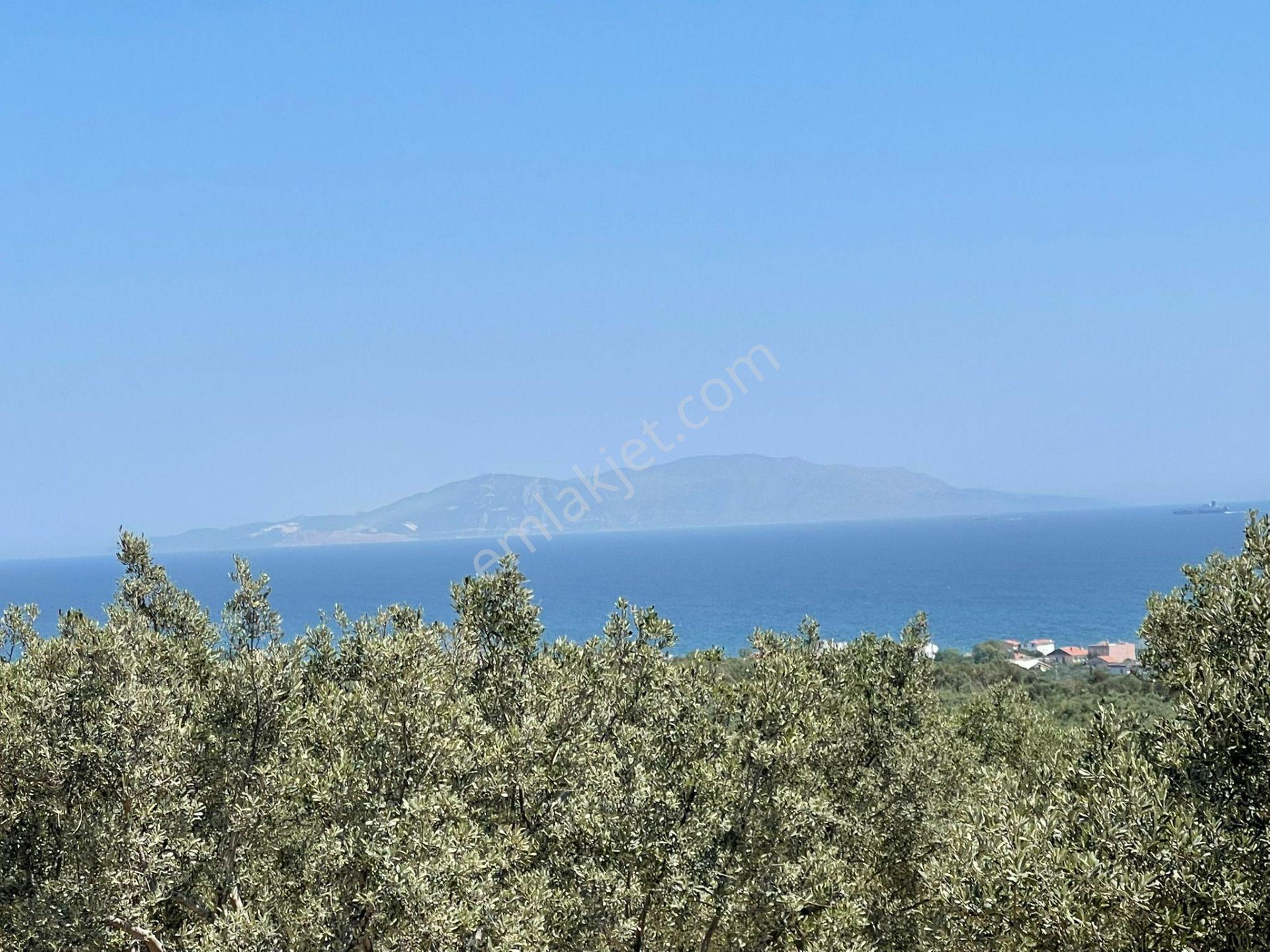 Eriklice Mah. Leb-i Derya Deniz Manzaralı Zeytinlik - Görsel 13