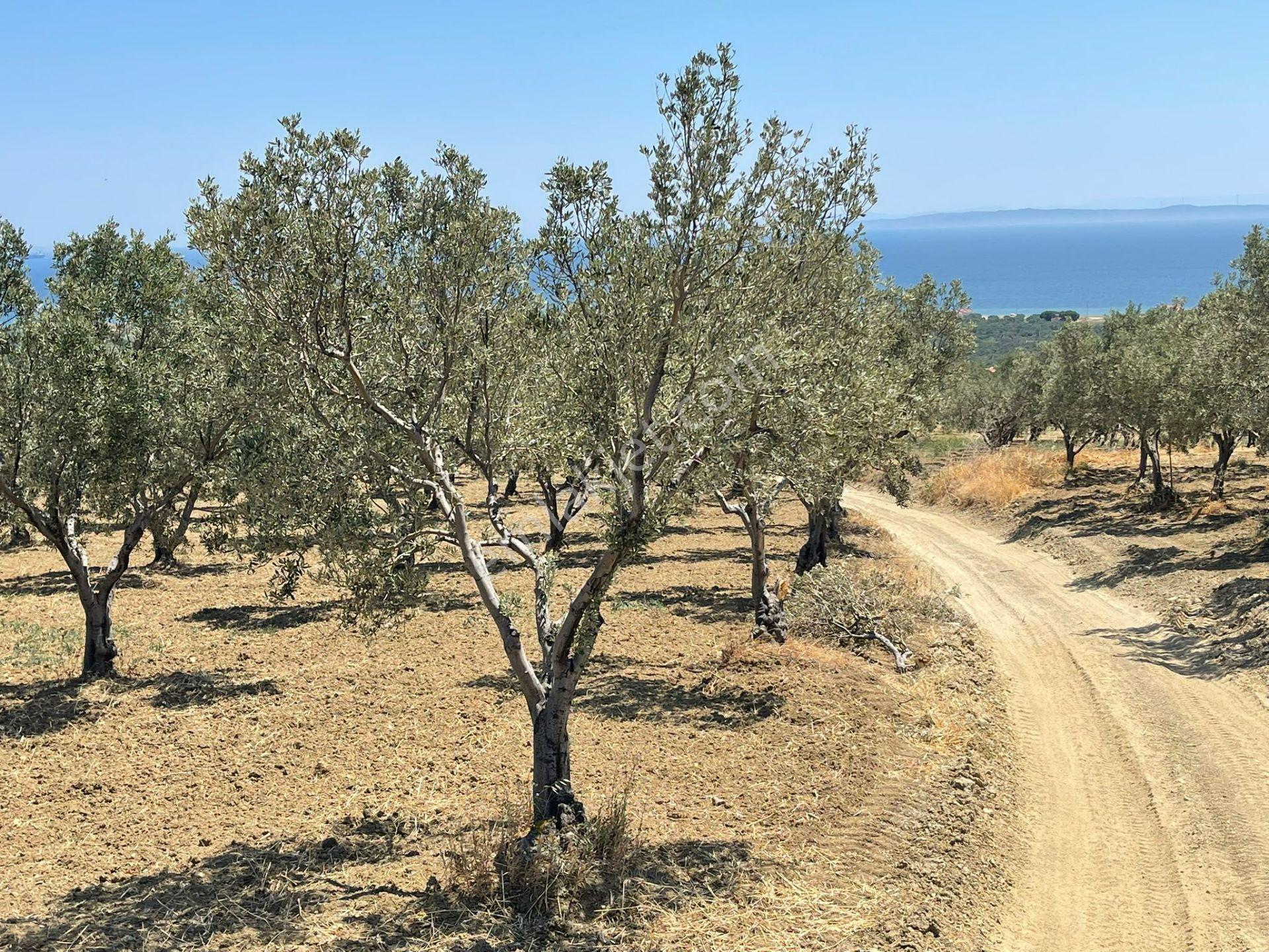 Eriklice Mah. Leb-i Derya Deniz Manzaralı Zeytinlik - Görsel 17