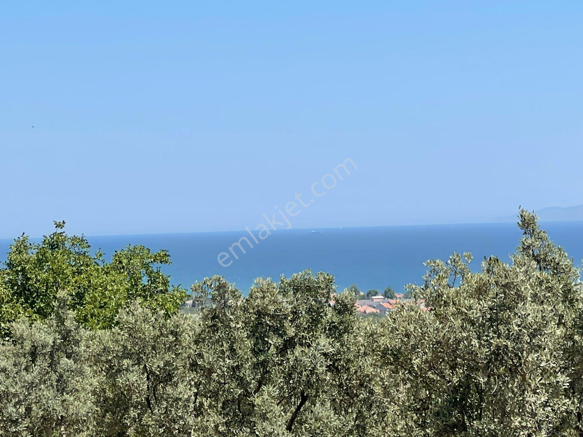 Eriklice Mah. Leb-i Derya Deniz Manzaralı Zeytinlik - Görsel 11