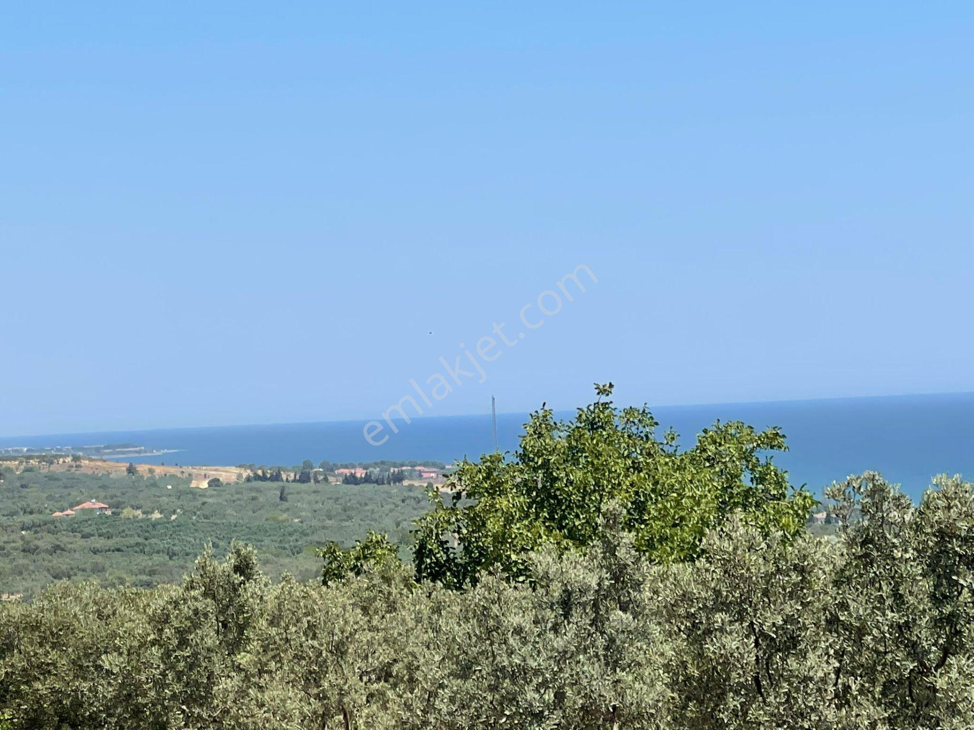 Eriklice Mah. Leb-i Derya Deniz Manzaralı Zeytinlik - Görsel 12