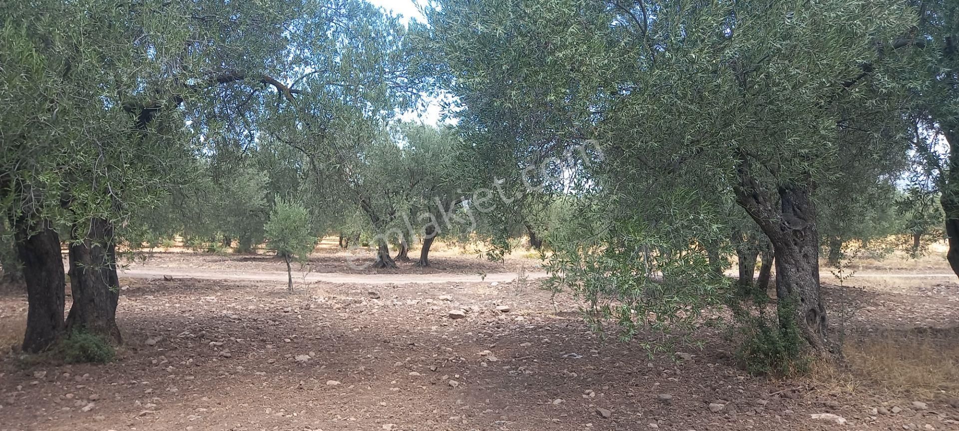 Manisa Saruhanlı Da Satılık 3.800 M2 Bakımlı Zeytinlik 1.300.000 Tl - Görsel 17