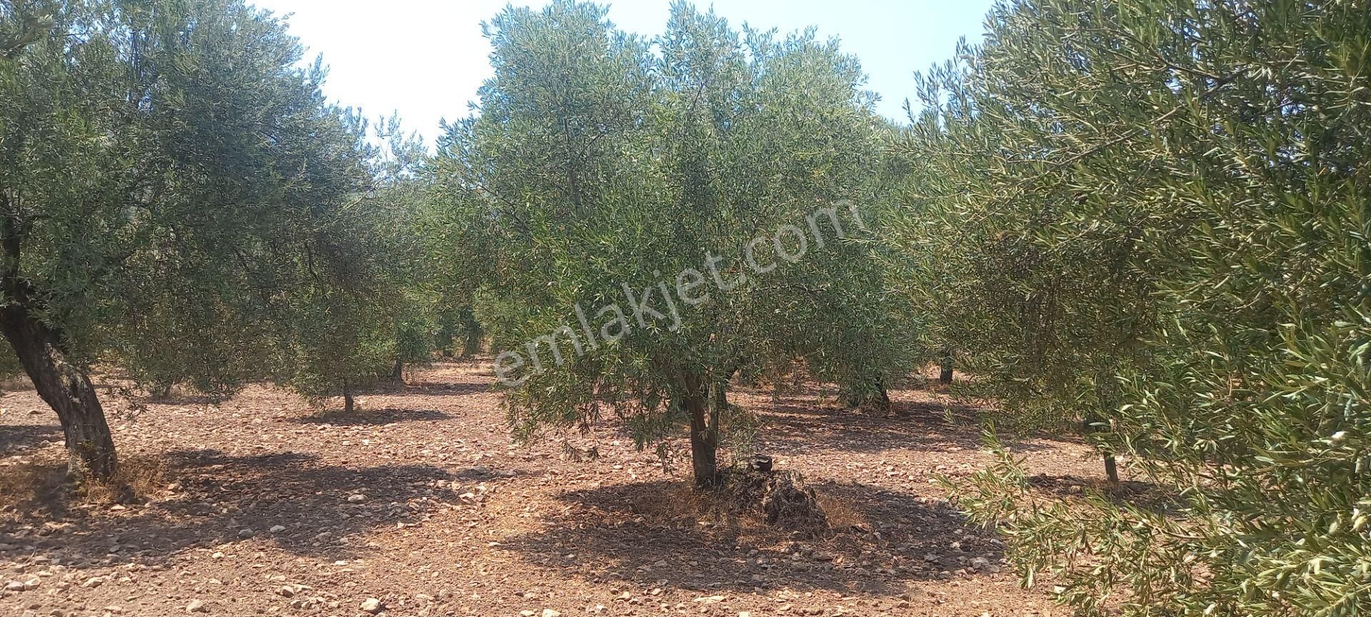 Manisa Saruhanlı Da Satılık 3.800 M2 Bakımlı Zeytinlik 1.300.000 Tl - Görsel 23