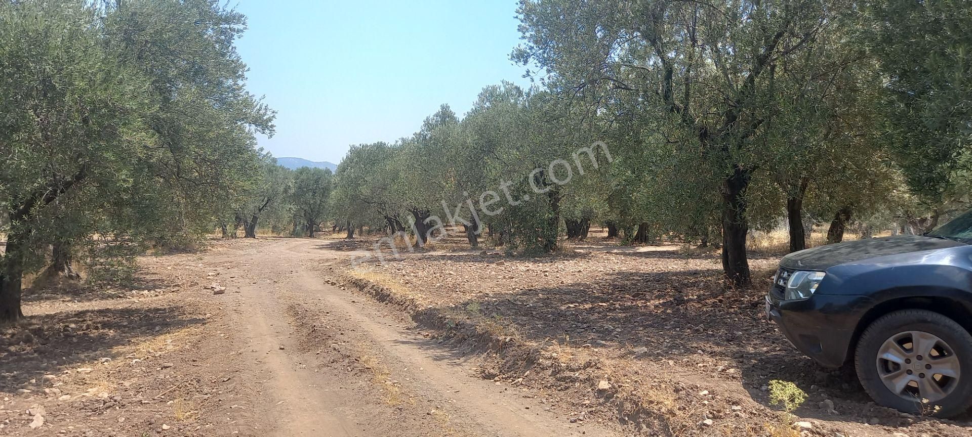 Manisa Saruhanlı Da Satılık 3.800 M2 Bakımlı Zeytinlik 1.300.000 Tl - Görsel 22