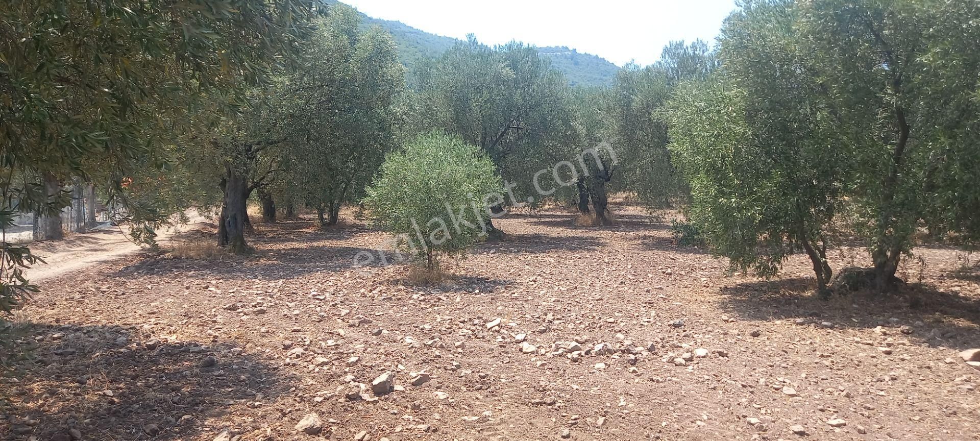 Manisa Saruhanlı Da Satılık 3.800 M2 Bakımlı Zeytinlik 1.300.000 Tl - Görsel 10