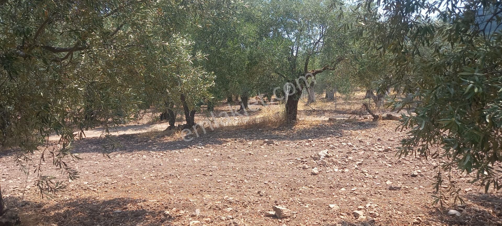 Manisa Saruhanlı Da Satılık 3.800 M2 Bakımlı Zeytinlik 1.300.000 Tl - Görsel 9