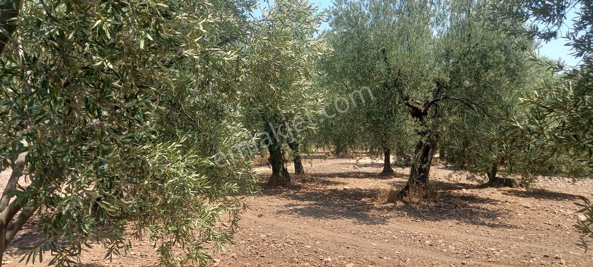 Manisa Saruhanlı Da Satılık 3.800 M2 Bakımlı Zeytinlik 1.300.000 Tl - Görsel 8