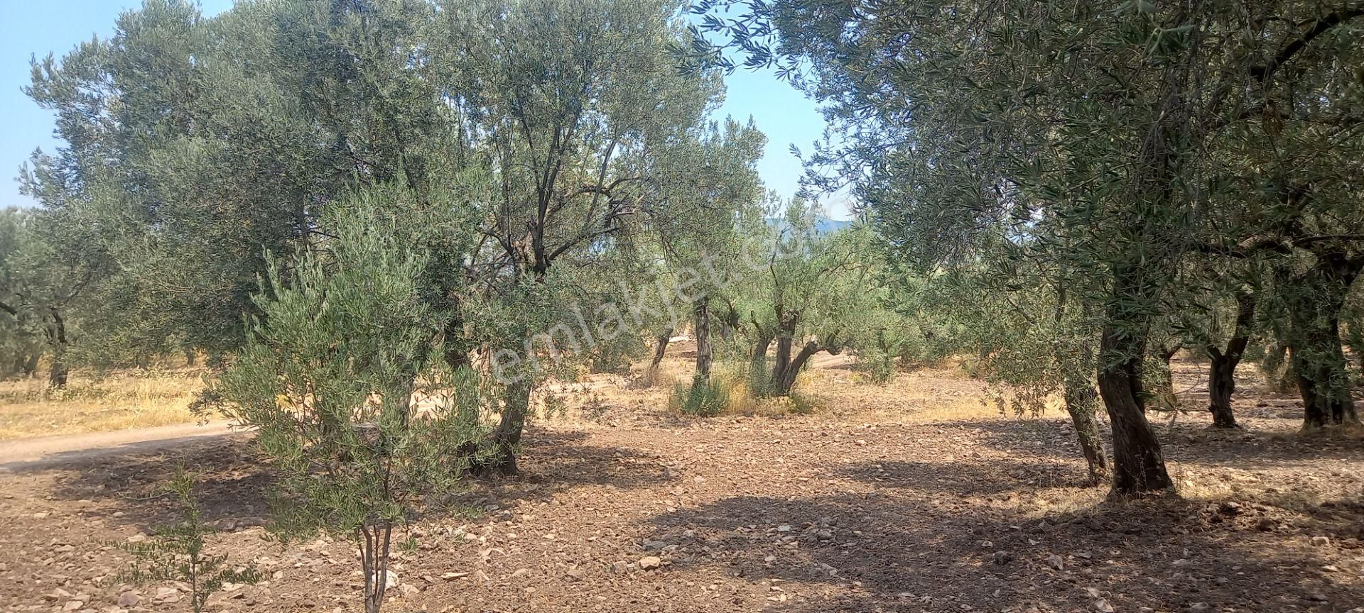 Manisa Saruhanlı Da Satılık 3.800 M2 Bakımlı Zeytinlik 1.300.000 Tl - Görsel 19